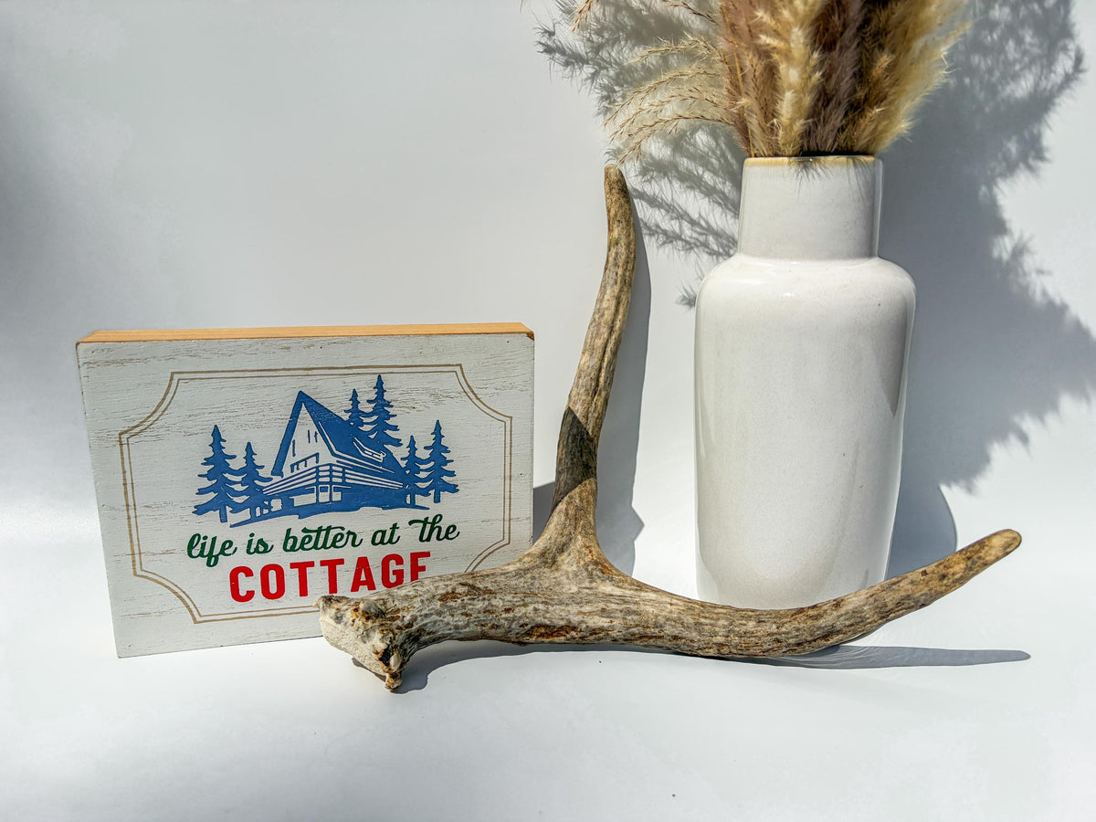 Bull Moose Antler. Small. Home Decor Table Centerpiece, Shelftop Decor, and More for Interior Design.