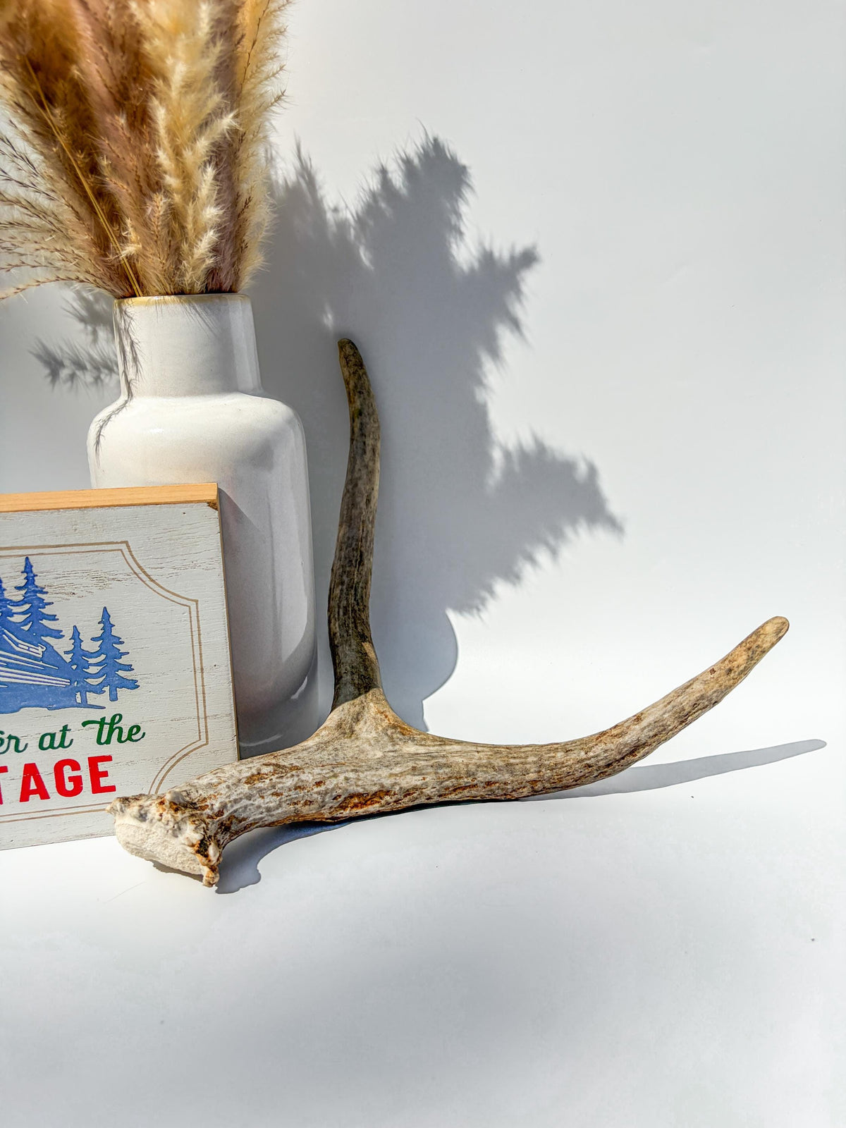 Bull Moose Antler. Small. Home Decor Table Centerpiece, Shelftop Decor, and More for Interior Design.