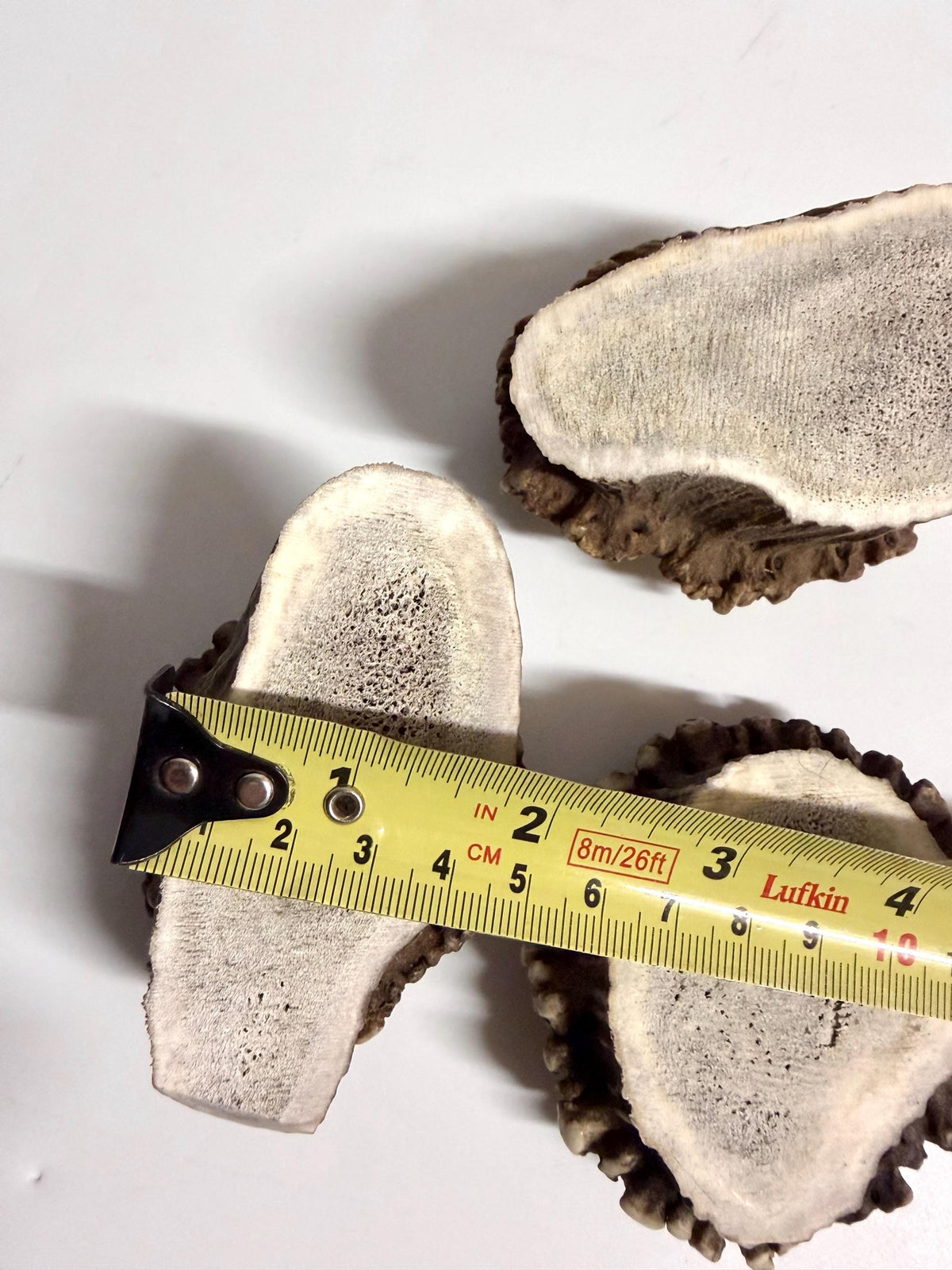 2 Large Elk Antler Bases & 2 Small Moose Antler Bases or “Rosettes” For Crafting, Decor and More