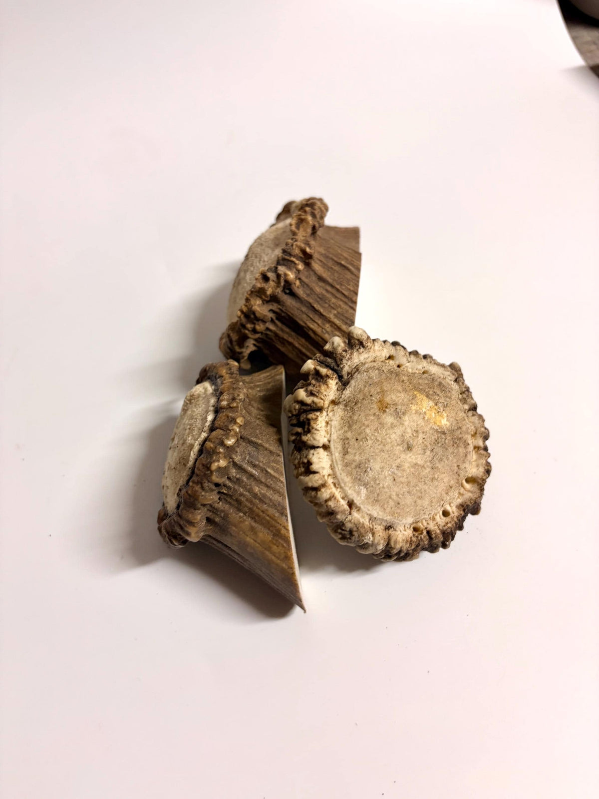 2 Large Elk Antler Bases & 2 Small Moose Antler Bases or “Rosettes” For Crafting, Decor and More