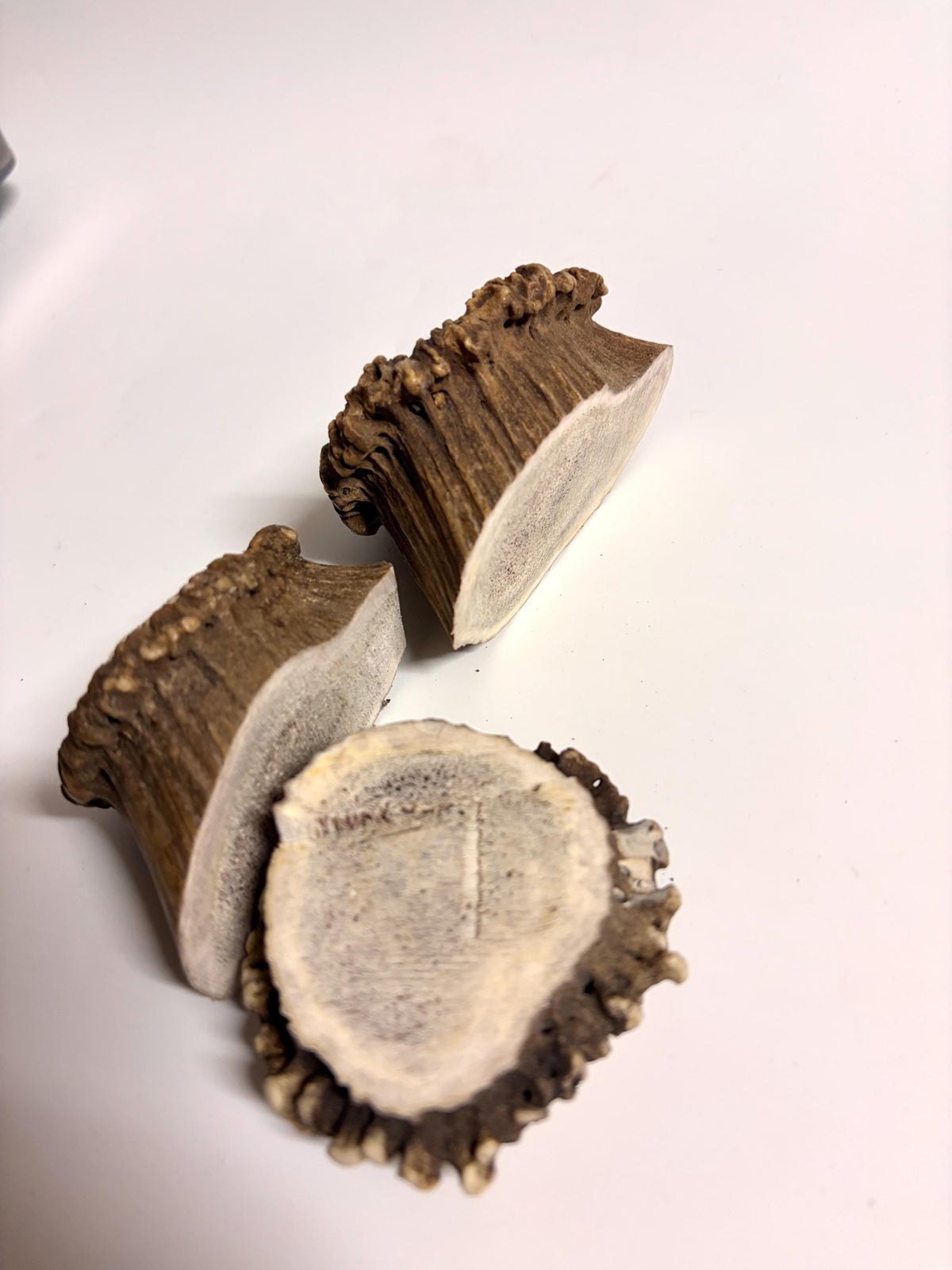 2 Large Elk Antler Bases & 2 Small Moose Antler Bases or “Rosettes” For Crafting, Decor and More
