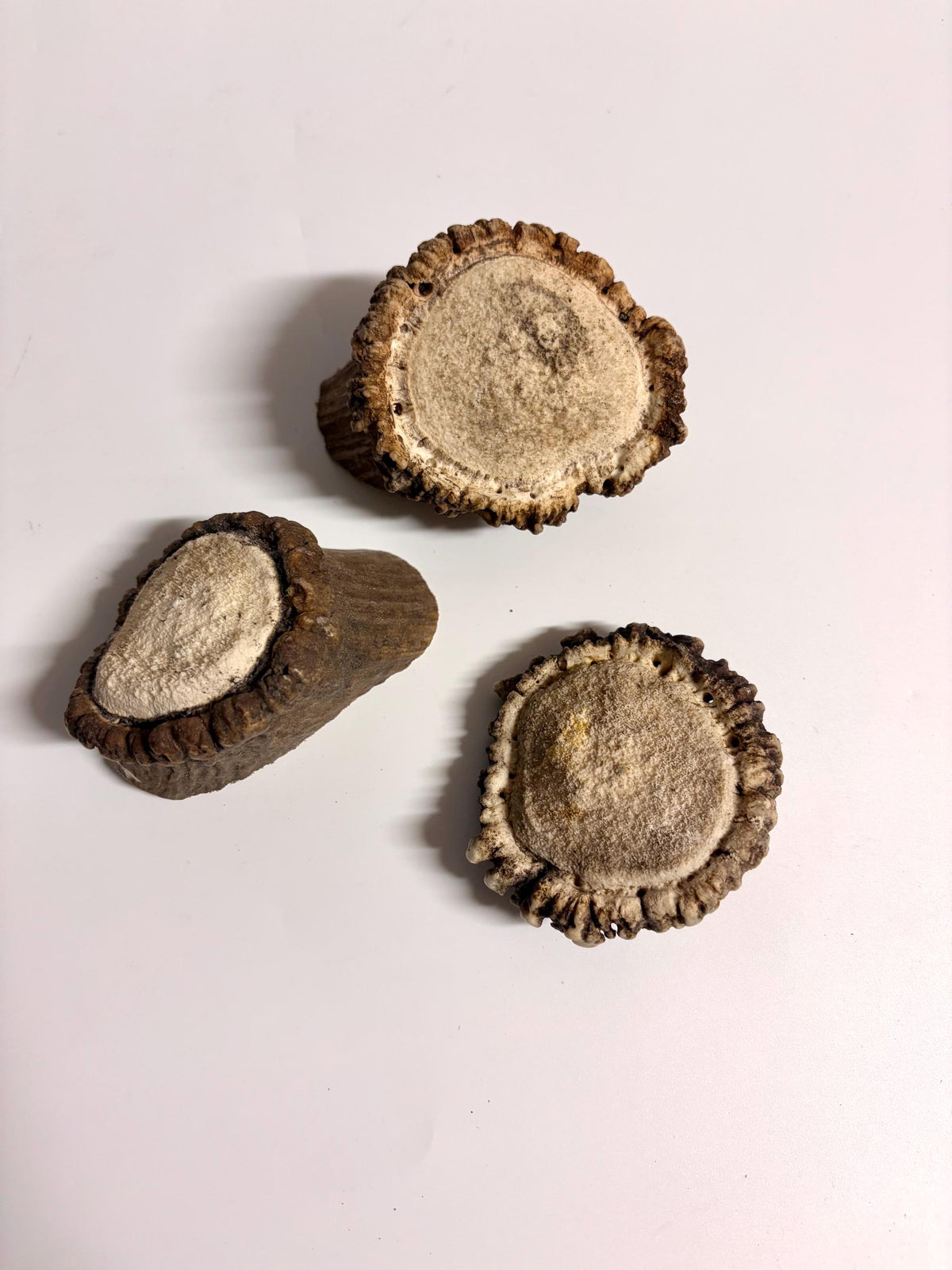 2 Large Elk Antler Bases & 2 Small Moose Antler Bases or “Rosettes” For Crafting, Decor and More