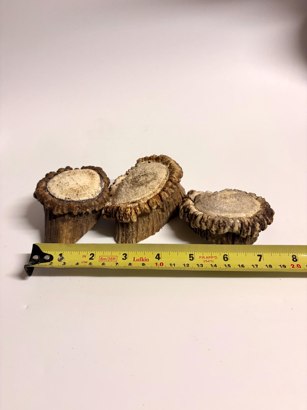 2 Large Elk Antler Bases & 2 Small Moose Antler Bases or “Rosettes” For Crafting, Decor and More
