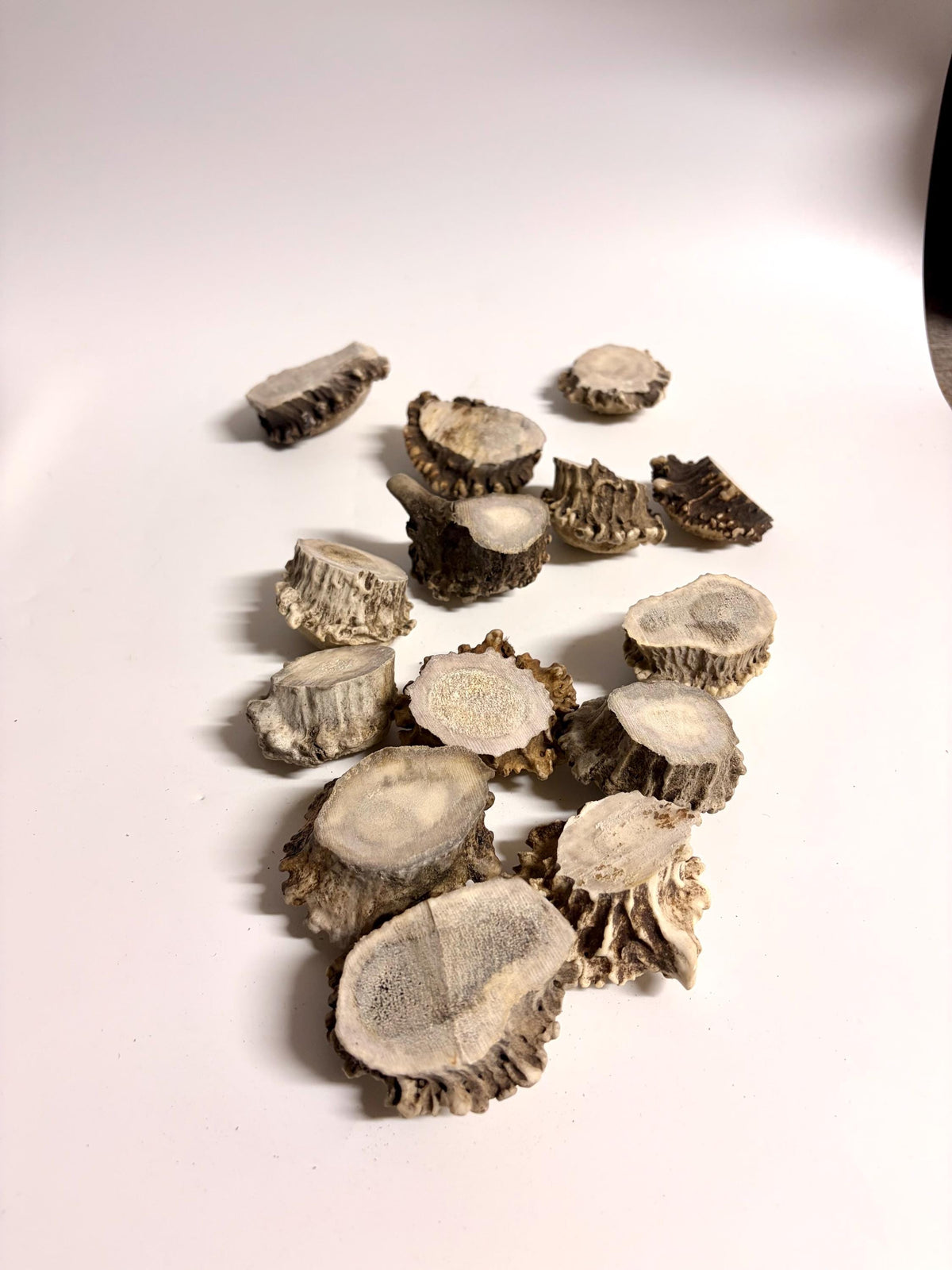 10 Large Deer Antler Rosettes. For Crafting, Decor and More