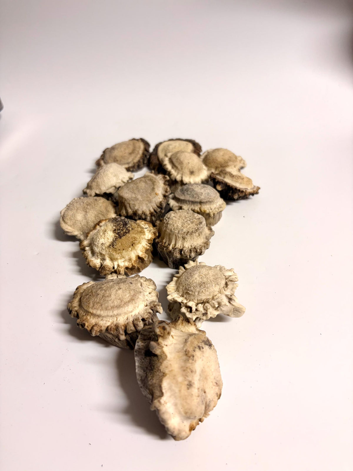 10 Large Deer Antler Rosettes. For Crafting, Decor and More