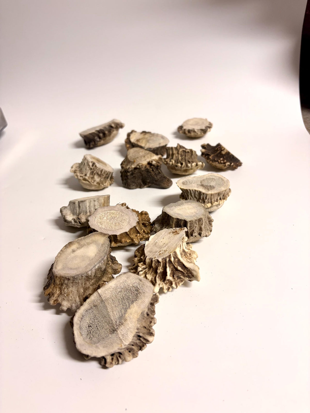 10 Large Deer Antler Rosettes. For Crafting, Decor and More