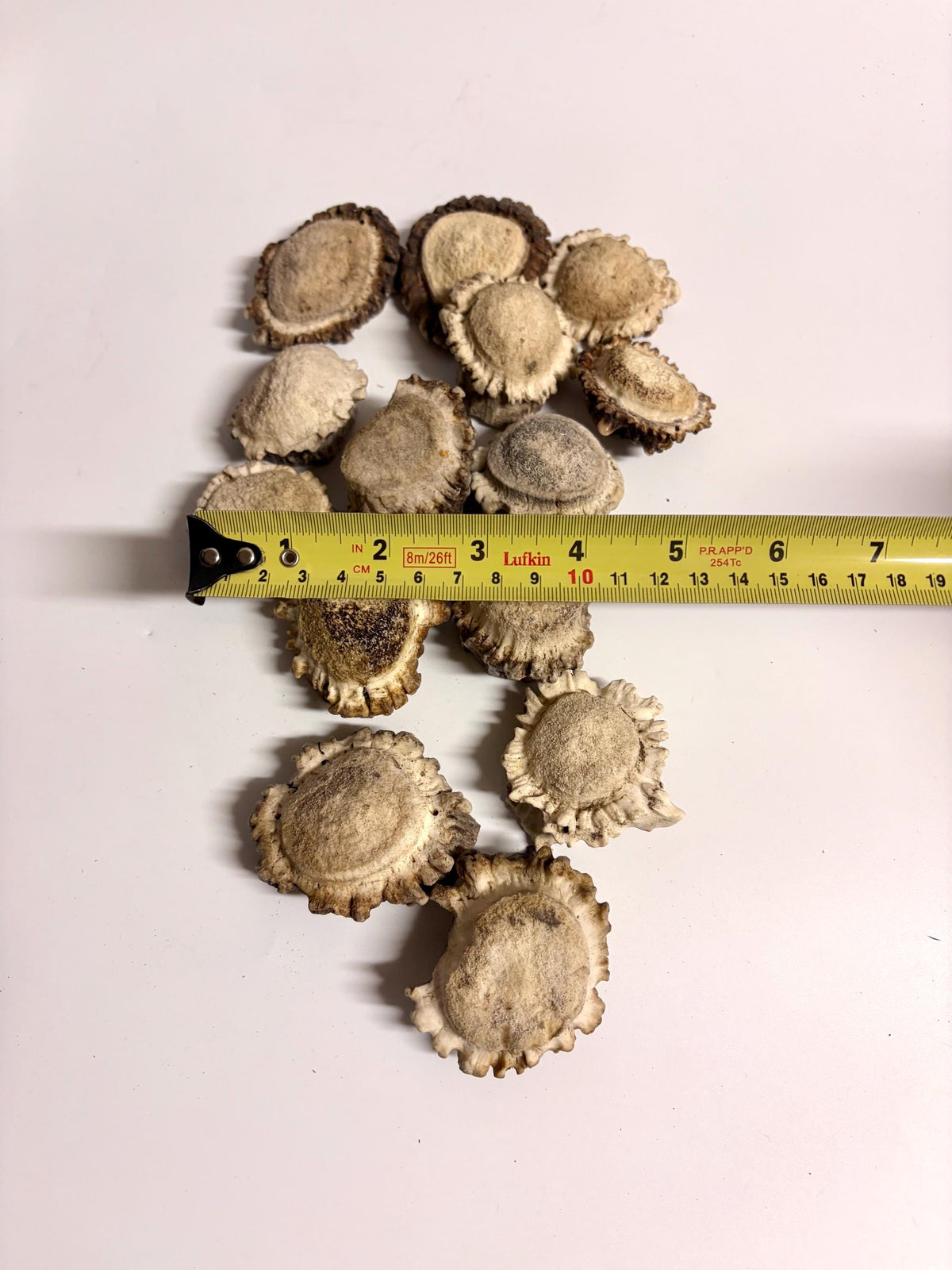 10 Large Deer Antler Rosettes. For Crafting, Decor and More
