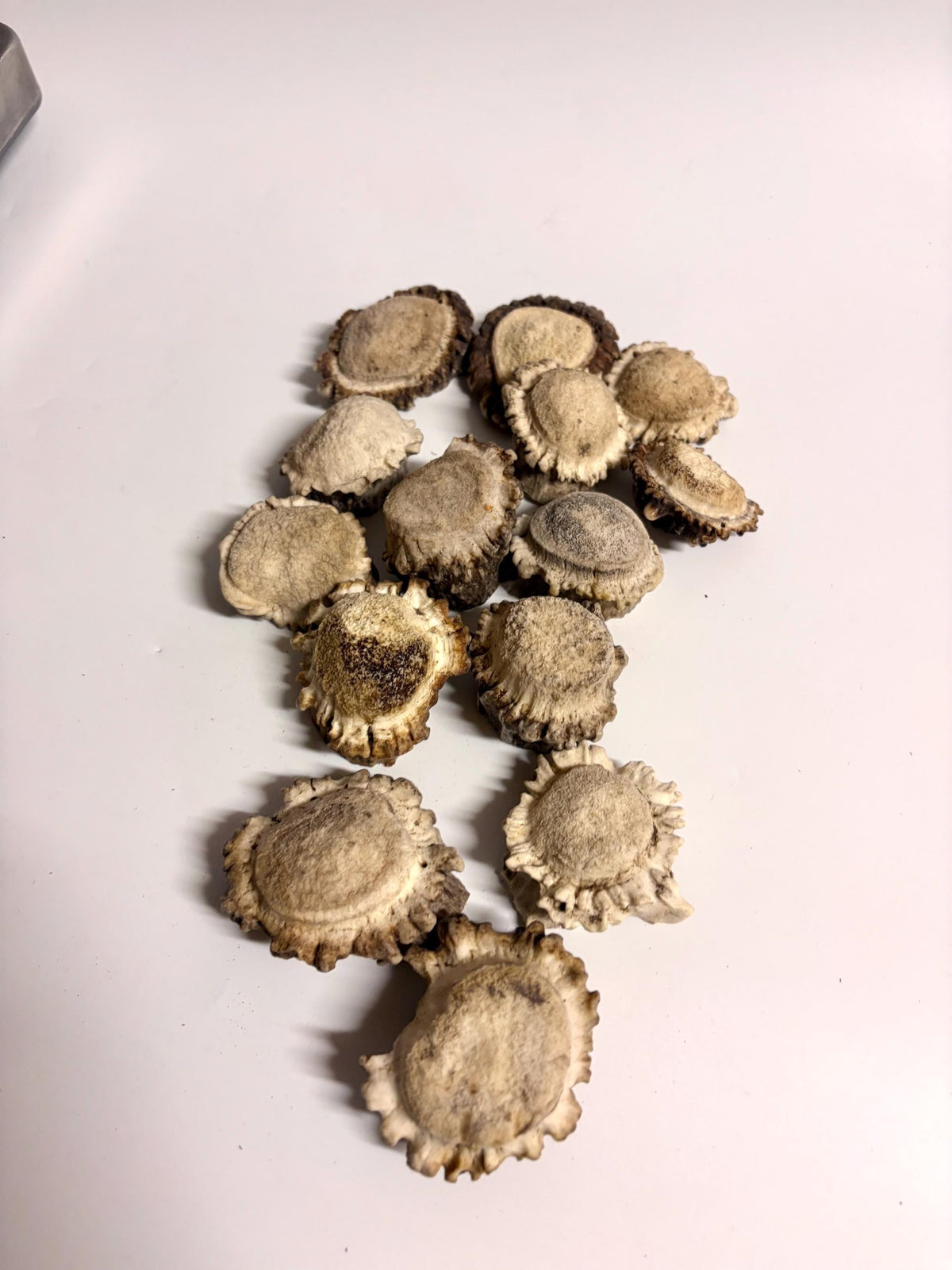 10 Large Deer Antler Rosettes. For Crafting, Decor and More