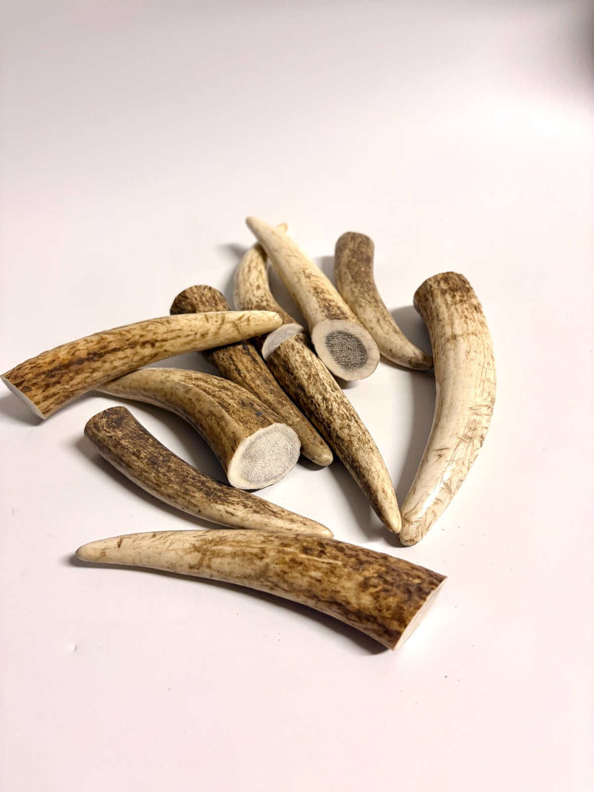 Elk Antler Tips - 5/10 Pack of 4”-6" Premium Fresh Tine Tips or "Dinosaur Teeth" for Crafting, Decor and More