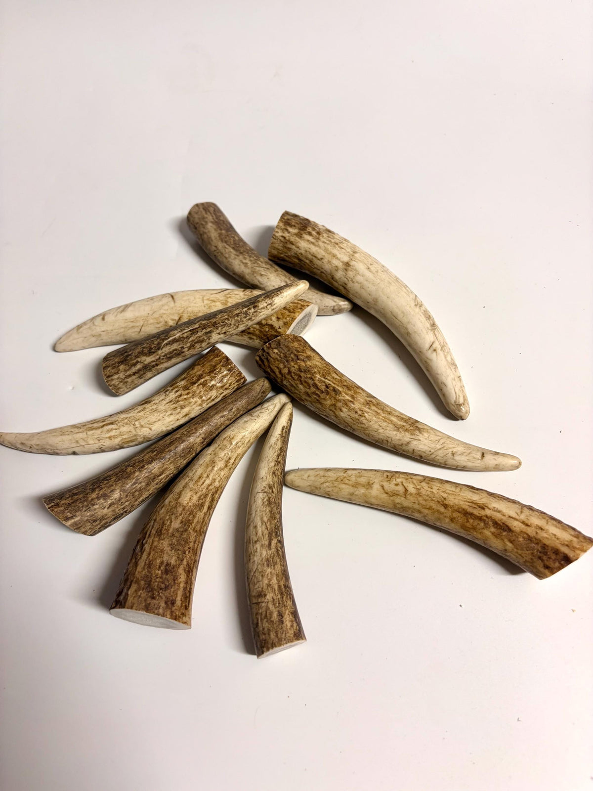Elk Antler Tips - 5/10 Pack of 4”-6" Premium Fresh Tine Tips or "Dinosaur Teeth" for Crafting, Decor and More
