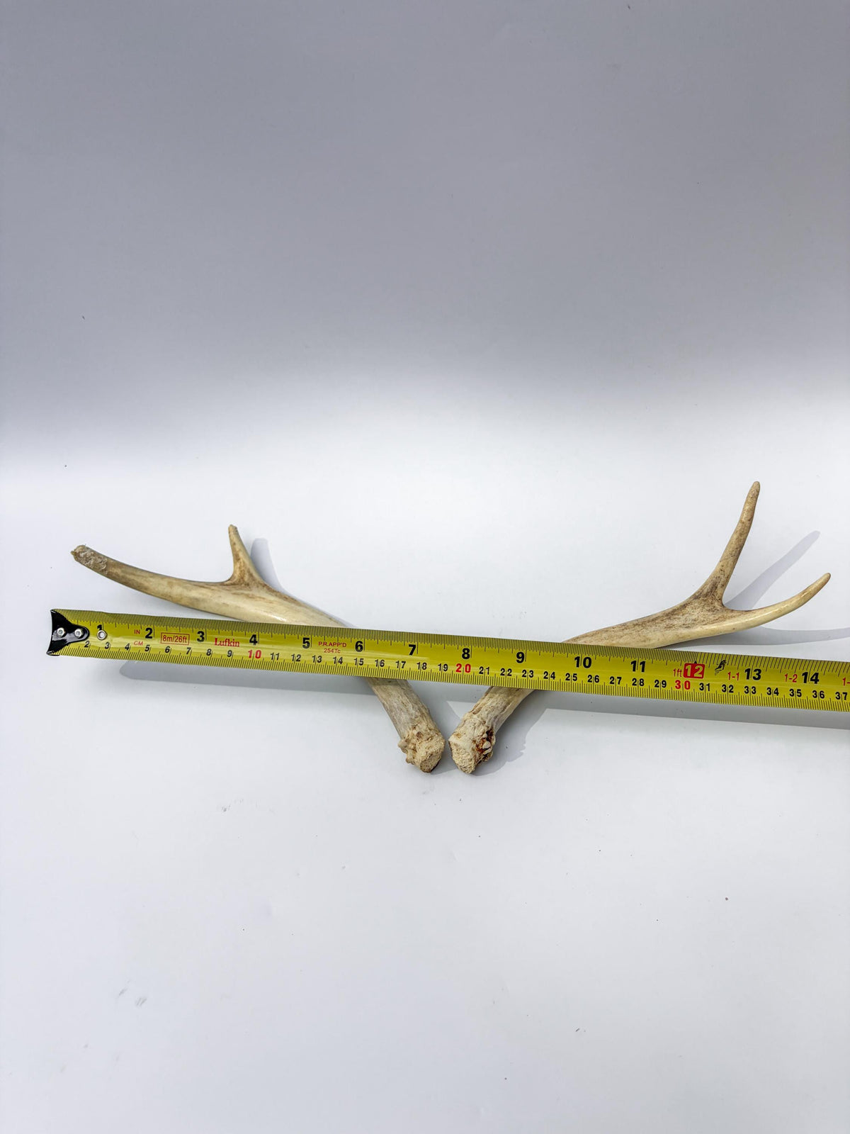 Mule Deer Antlers. Matching Brown Set. Decor, design, crafting and more!