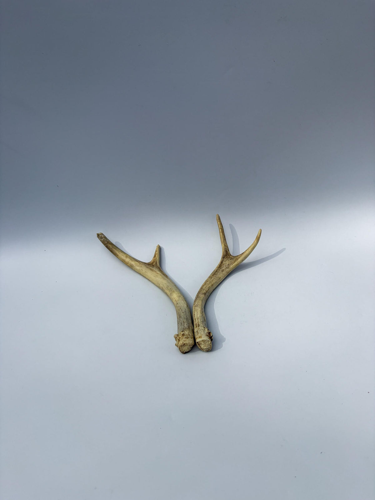Mule Deer Antlers. Matching Brown Set. Decor, design, crafting and more!