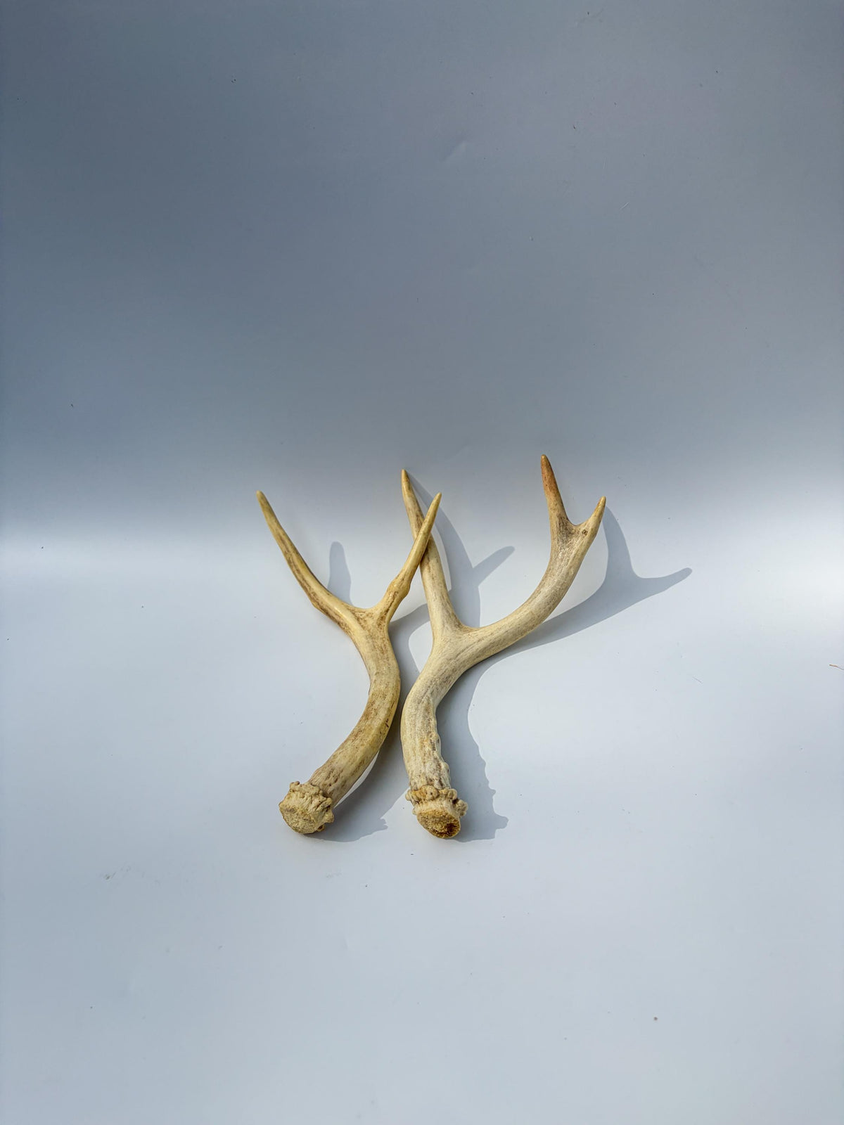 Mule Deer Antlers. Matching Brown Set. Decor, design, crafting and more!