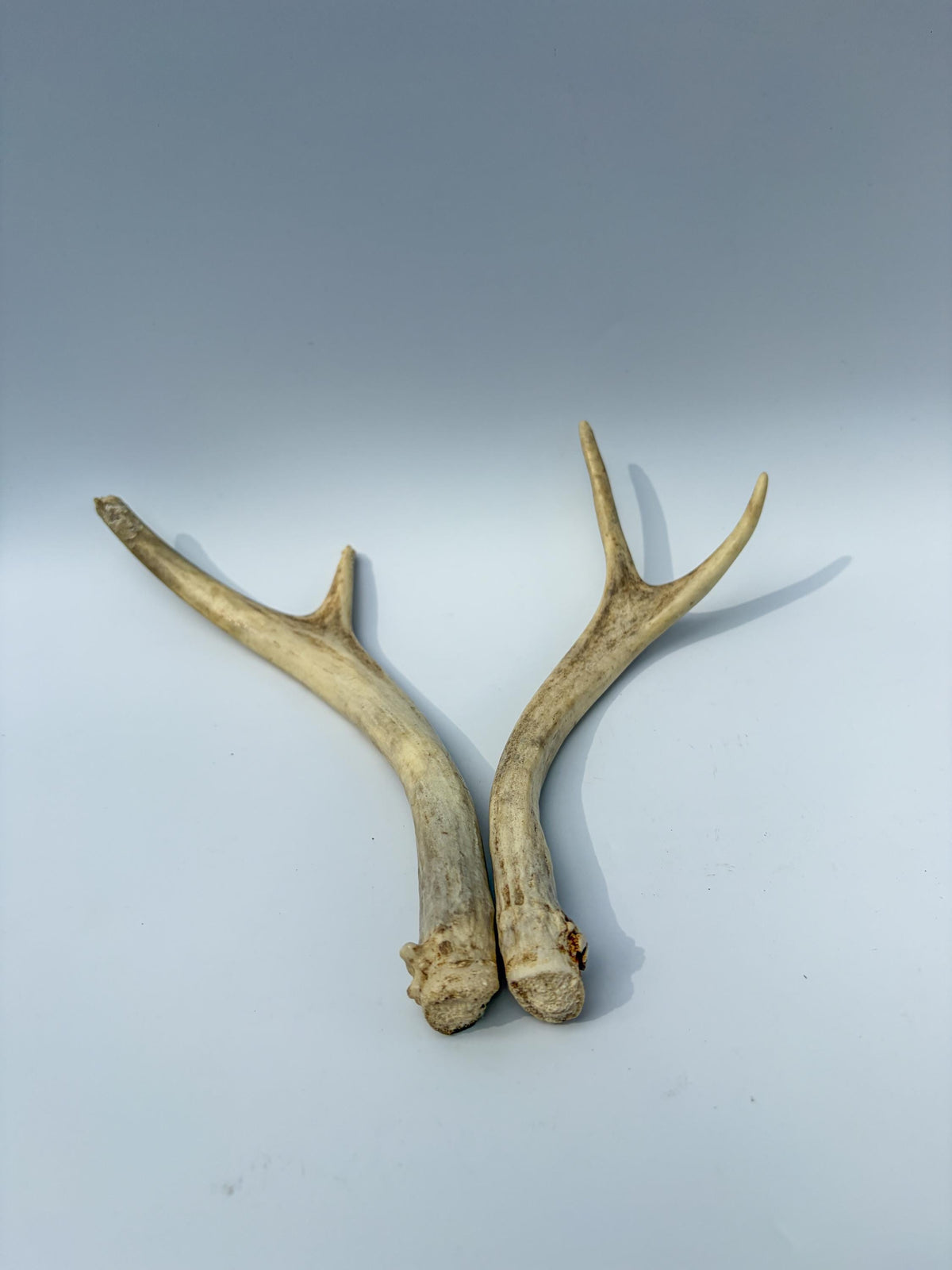Mule Deer Antlers. Matching Brown Set. Decor, design, crafting and more!