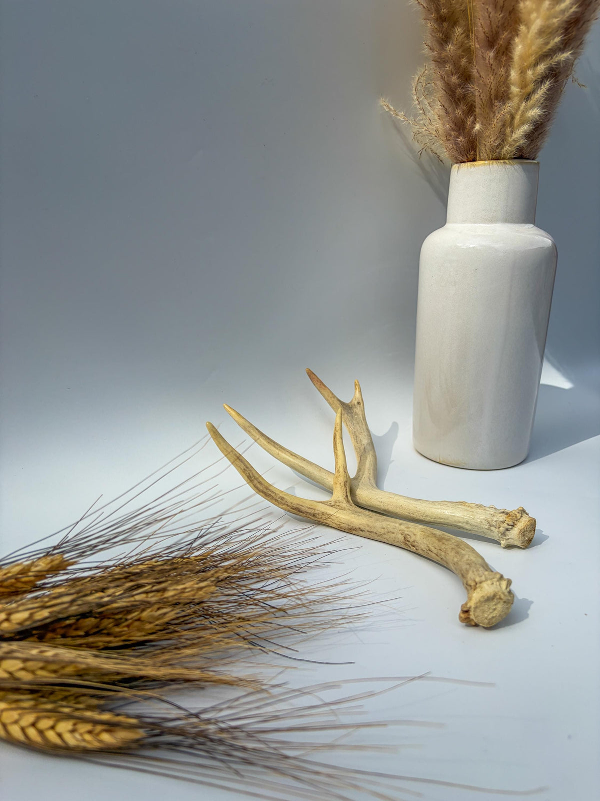 Mule Deer Antlers. Matching Brown Set. Decor, design, crafting and more!