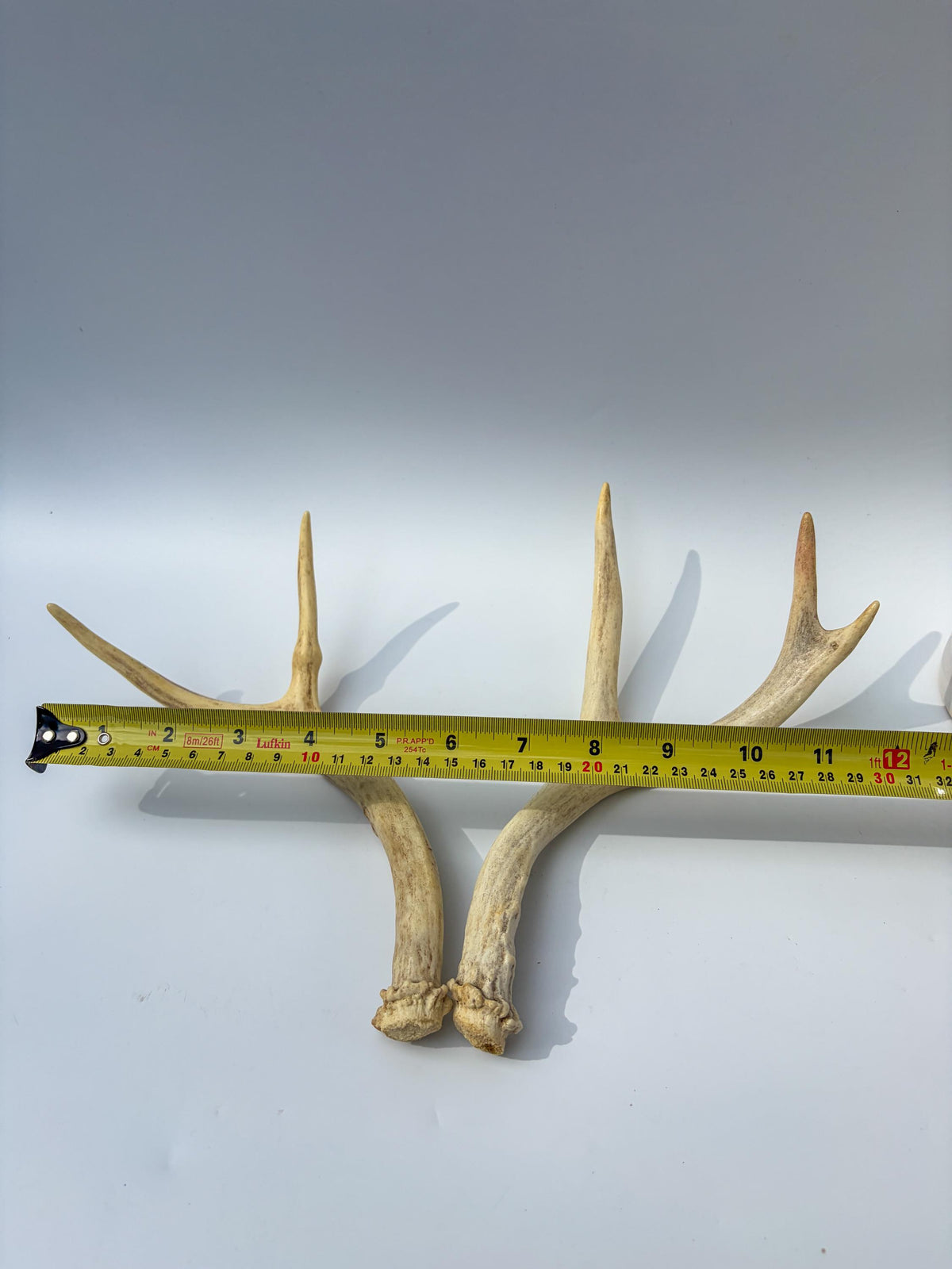 Mule Deer Antlers. Matching Brown Set. Decor, design, crafting and more!