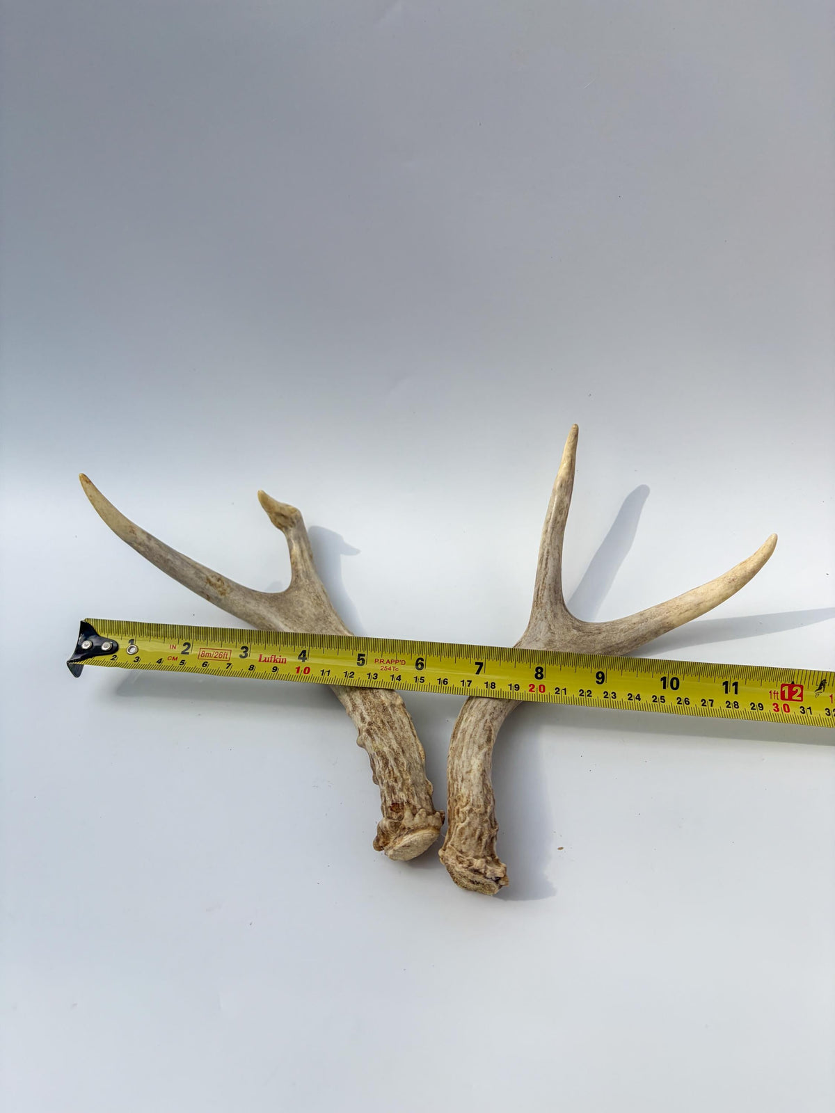 Mule Deer Antlers. Matching Brown Set. Decor, design, crafting and more!