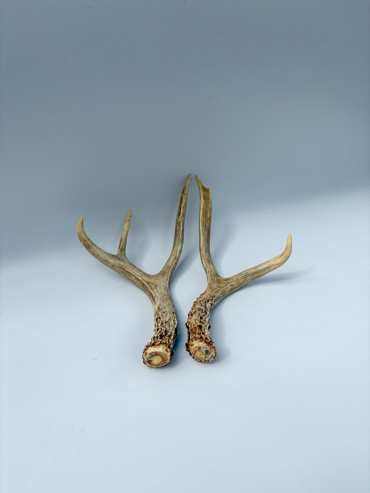 Mule Deer Antlers. Matching Small Brown Set. Decor, Interior Design, Crafting, and more!