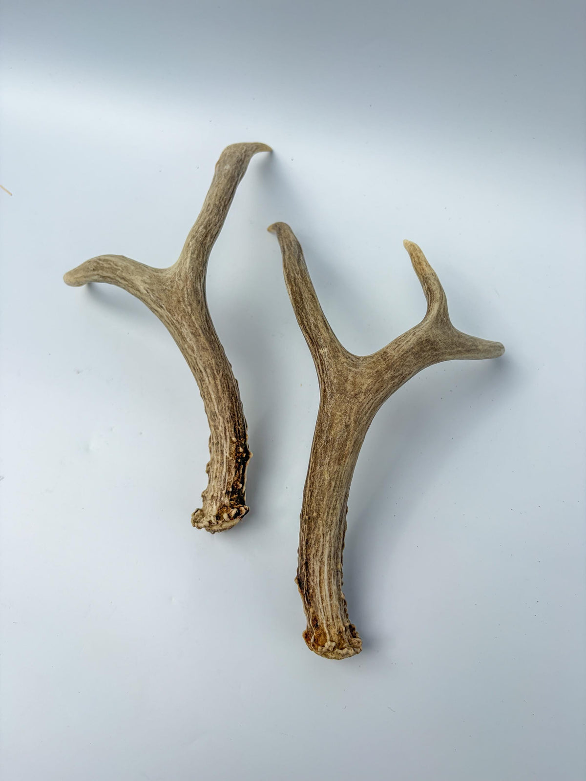 Mule Deer Antlers. Matching Small Brown Set. Decor, Interior Design, Crafting, and more!