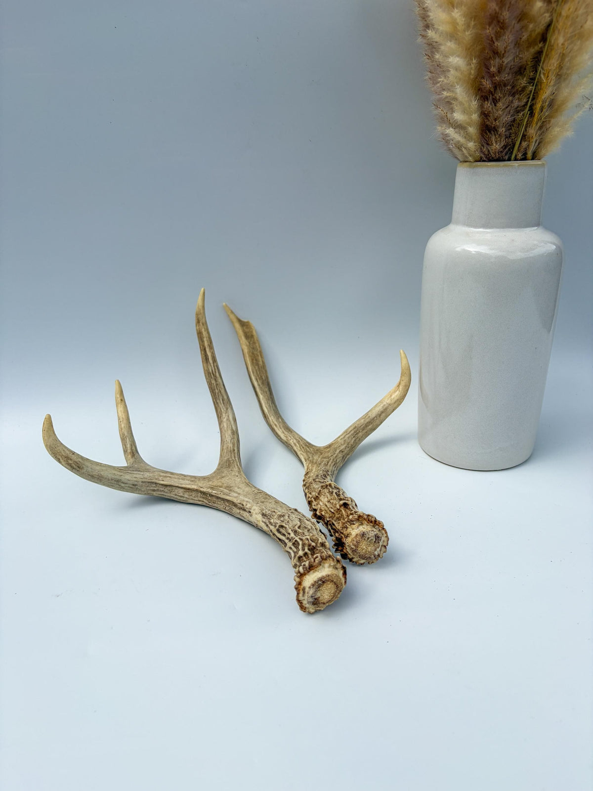 Mule Deer Antlers. Matching Small Brown Set. Decor, Interior Design, Crafting, and more!
