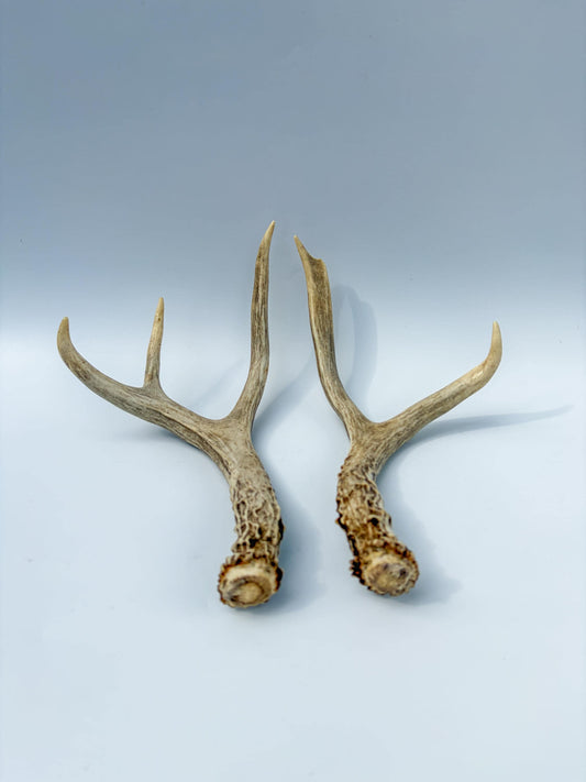 Mule Deer Antlers. Matching Small Brown Set. Decor, Interior Design, Crafting, and more!