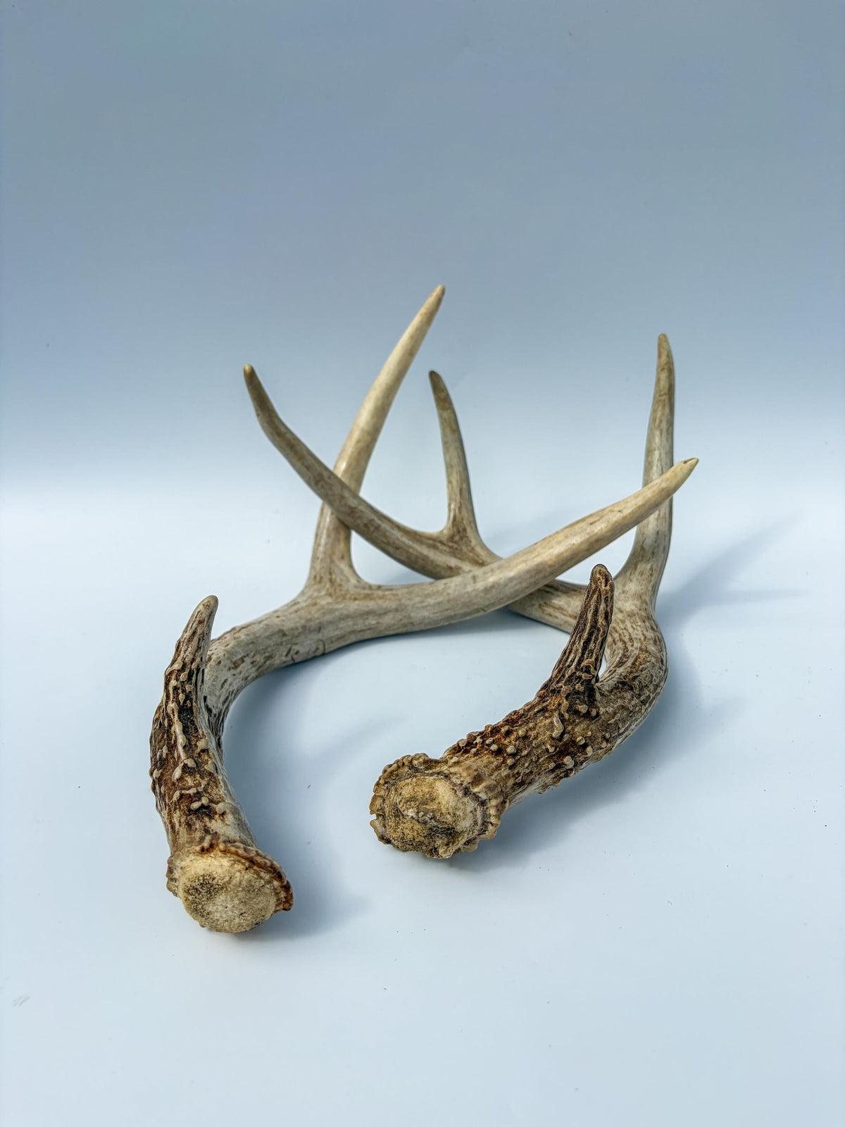 White-Tailed Deer Antler Set. Matching Brown Set. Decor, design, crafting and more!