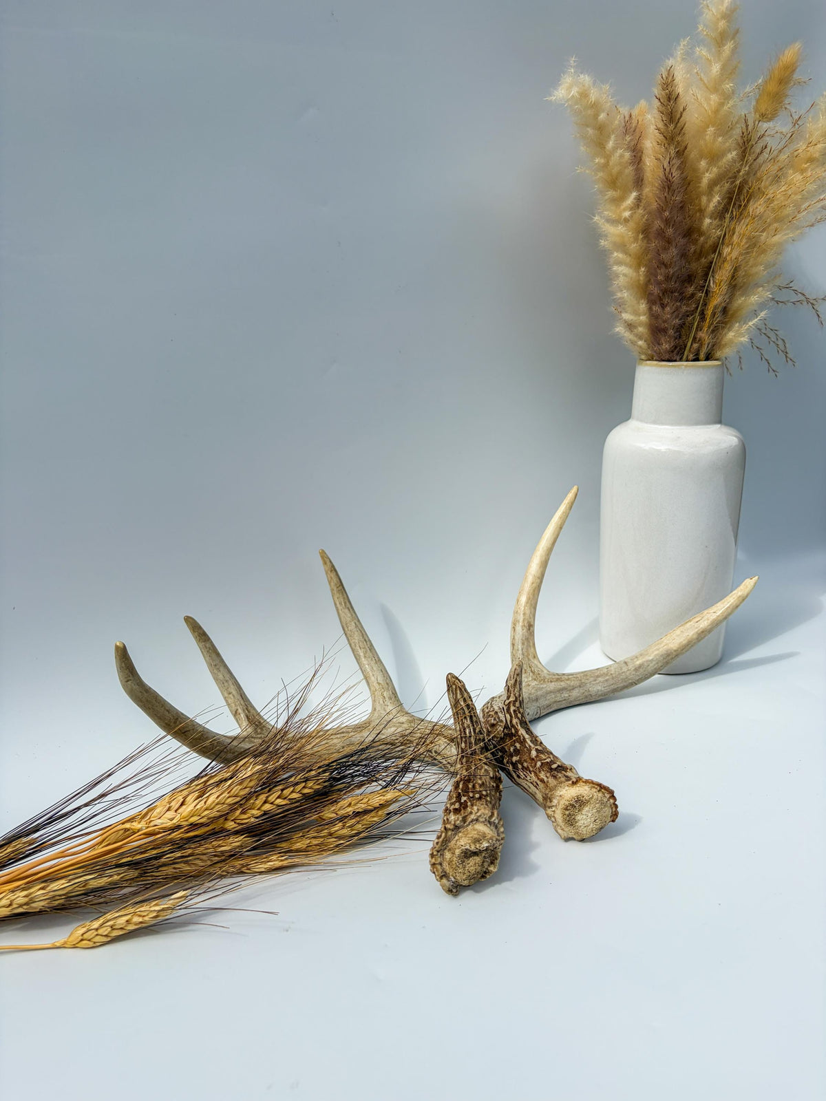 White-Tailed Deer Antler Set. Matching Brown Set. Decor, design, crafting and more!