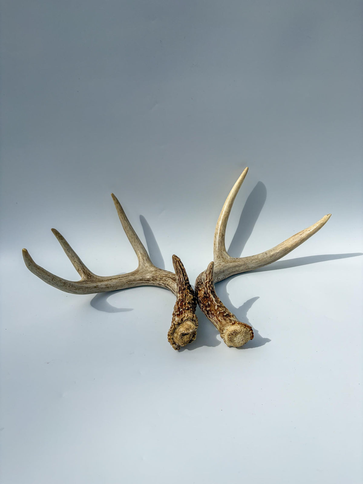 White-Tailed Deer Antler Set. Matching Brown Set. Decor, design, crafting and more!