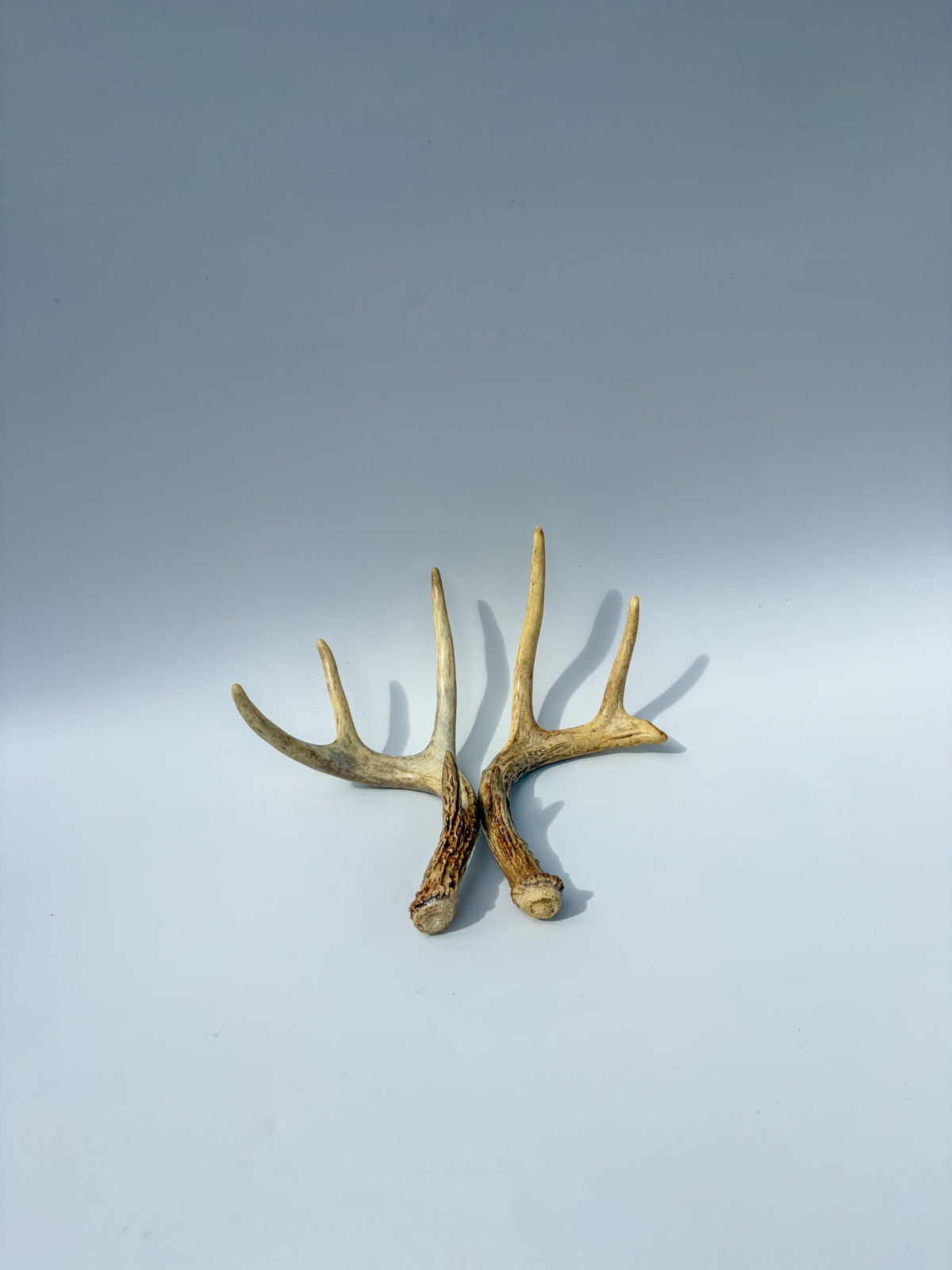 White-Tailed Deer Antler Set. Matching Brown Set. Decor, design, crafting and more!