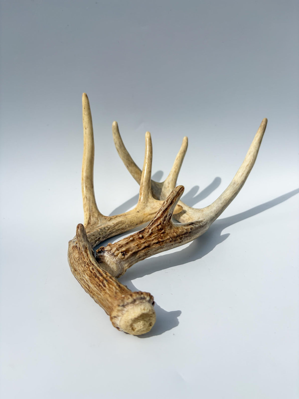 White-Tailed Deer Antler Set. Matching Brown Set. Decor, design, crafting and more!