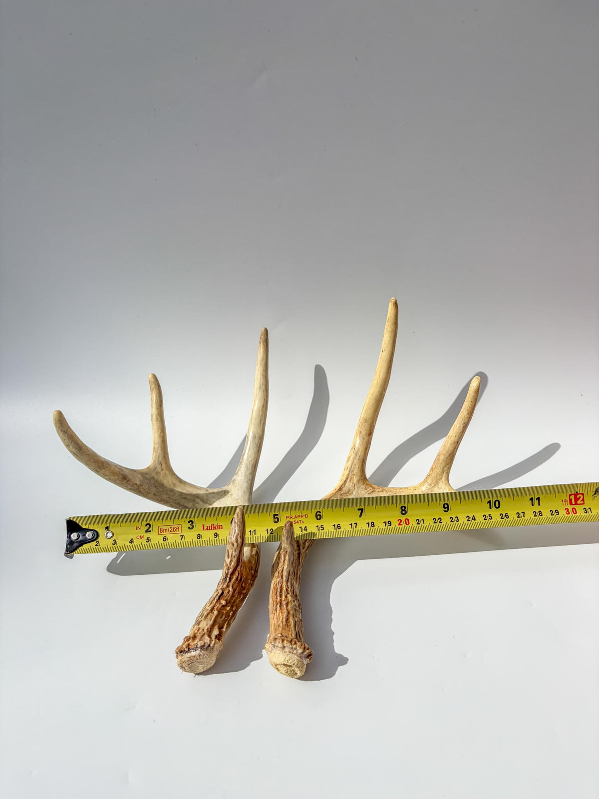 White-Tailed Deer Antler Set. Matching Brown Set. Decor, design, crafting and more!