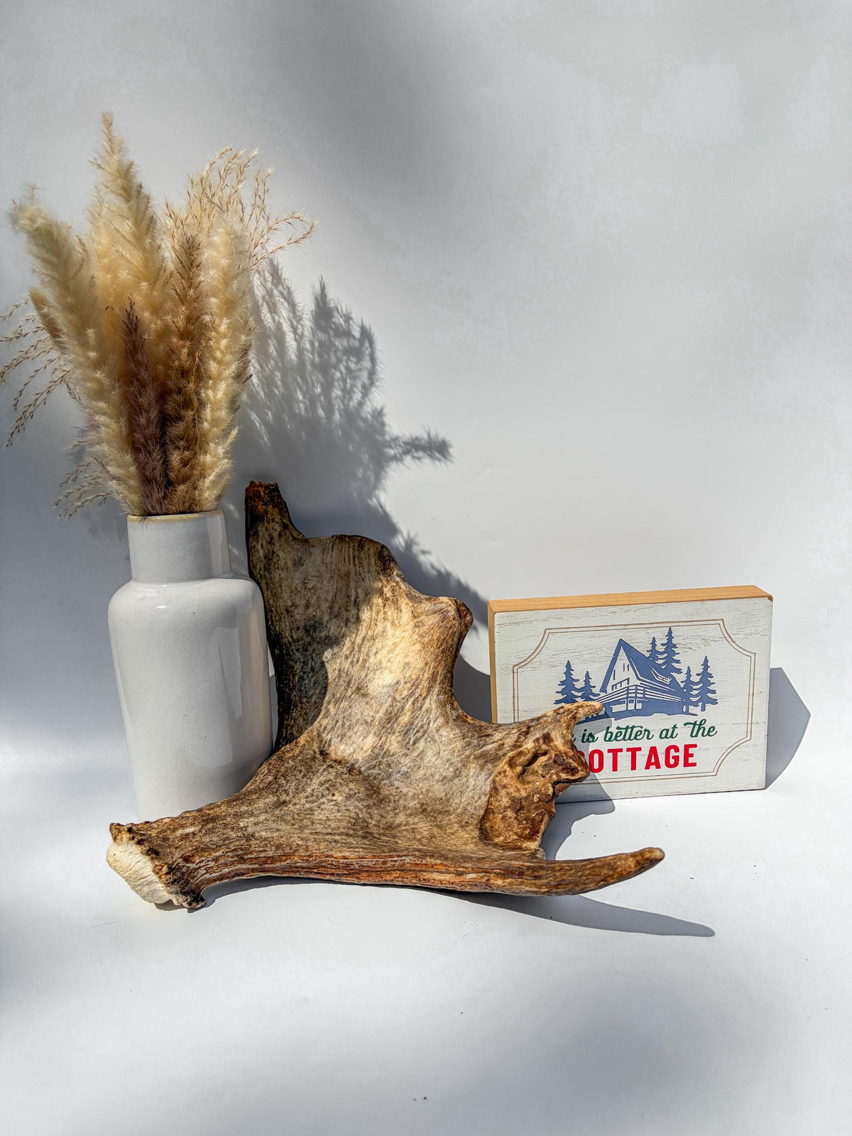 Bull Moose Antler. Fresh, Dark-Colored Moose “Paddle” For Crafting, Decor and More