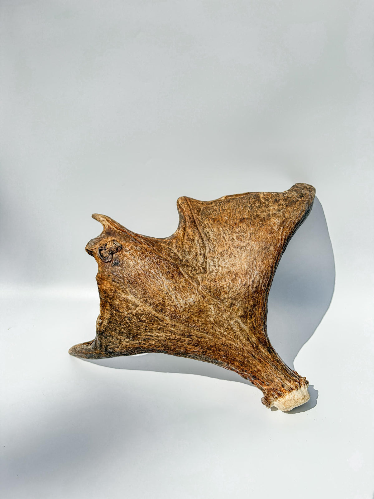 Bull Moose Antler. Fresh, Dark-Colored Moose “Paddle” For Crafting, Decor and More