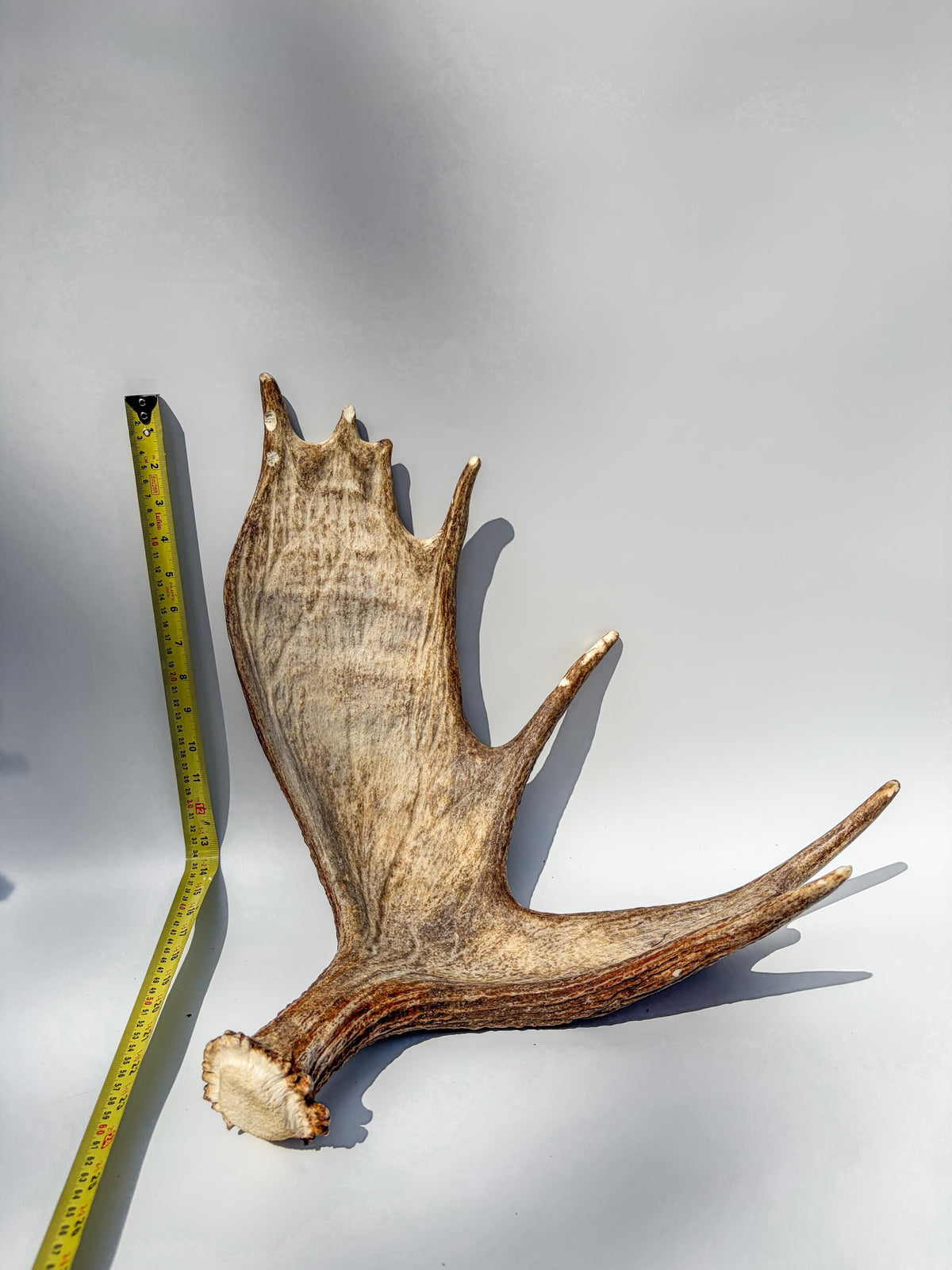 Moose Antler Matched Pair, Super Fresh, Dark-Colored Moose “Paddles” For Crafting, Decor and More