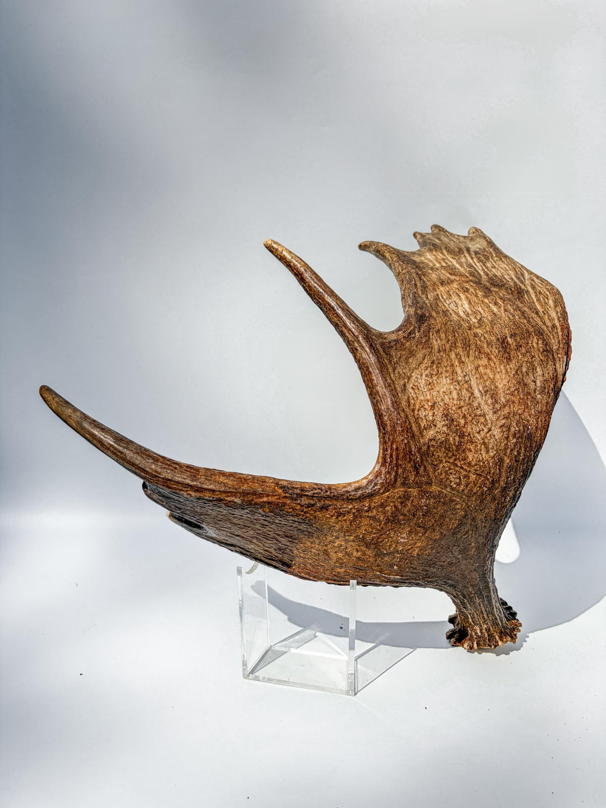 Moose Antler Matched Pair, Super Fresh, Dark-Colored Moose “Paddles” For Crafting, Decor and More