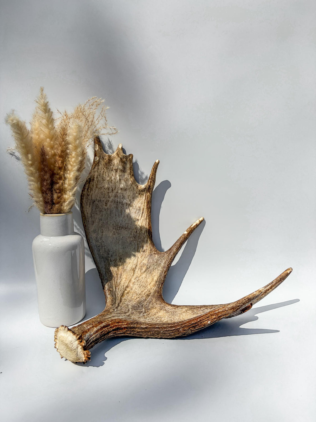 Moose Antler Matched Pair, Super Fresh, Dark-Colored Moose “Paddles” For Crafting, Decor and More