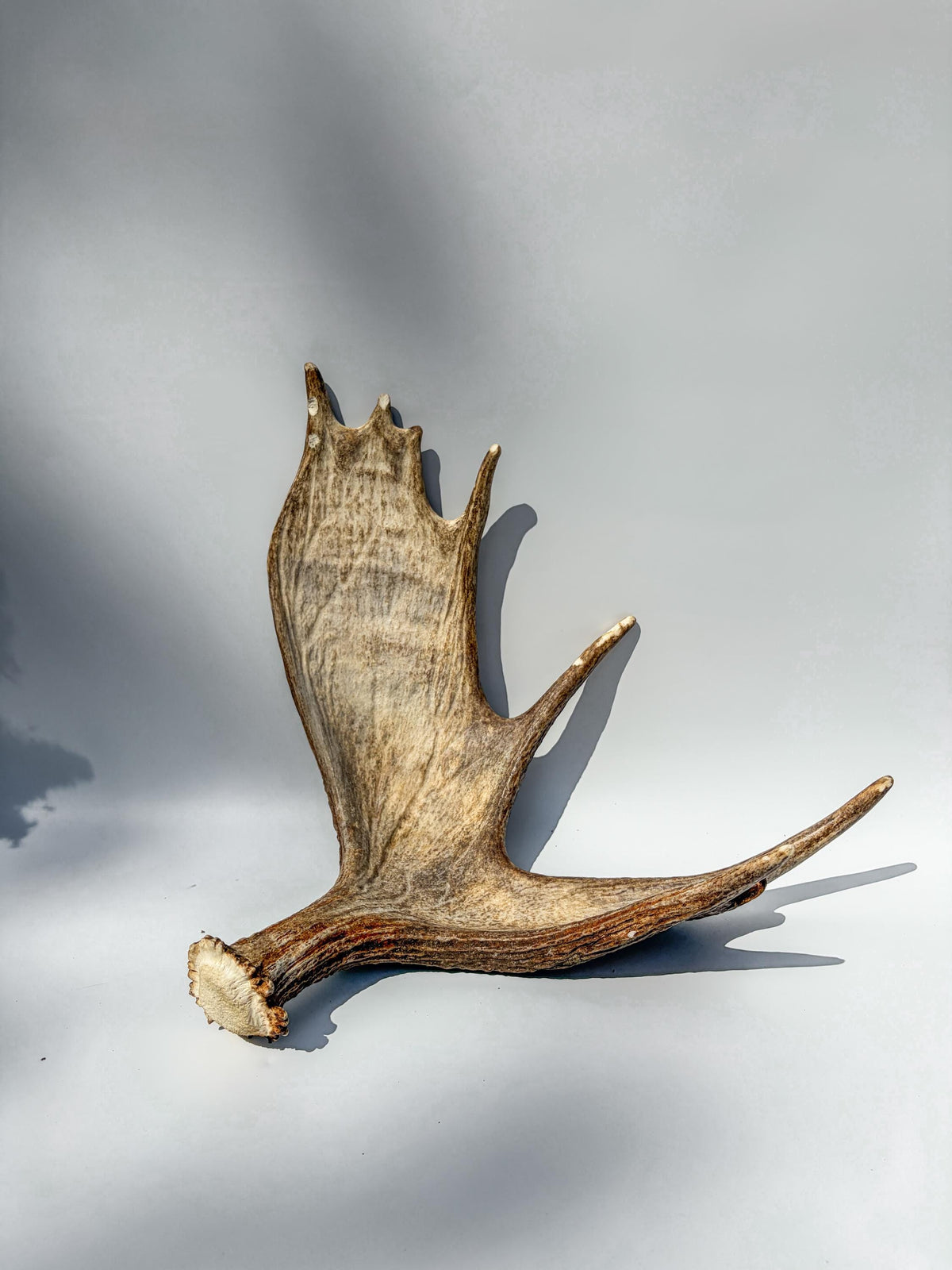 Moose Antler Matched Pair, Super Fresh, Dark-Colored Moose “Paddles” For Crafting, Decor and More