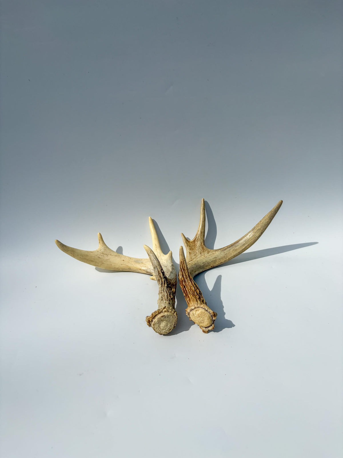 Deer Antlers - Medium Sized White-tailed Deer Matching set. Canadian Buck. Crafting and Decor Antlers
