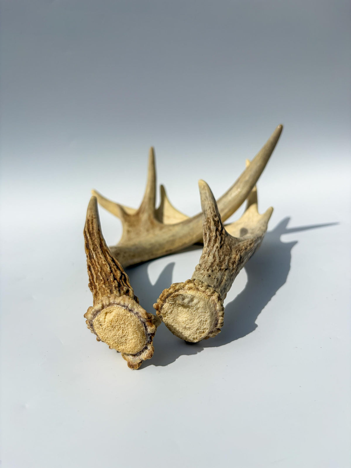 Deer Antlers - Medium Sized White-tailed Deer Matching set. Canadian Buck. Crafting and Decor Antlers