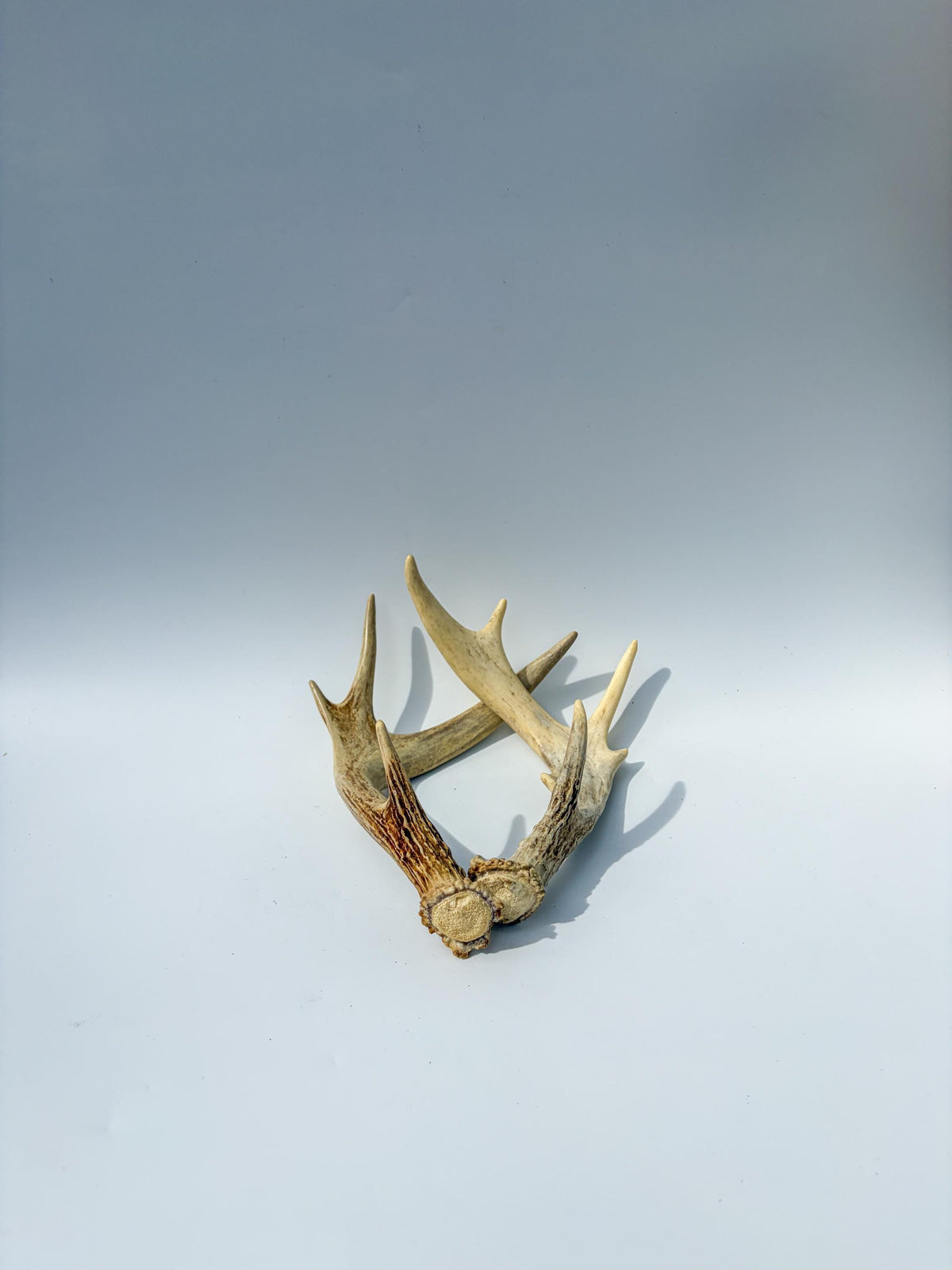 Deer Antlers - Medium Sized White-tailed Deer Matching set. Canadian Buck. Crafting and Decor Antlers