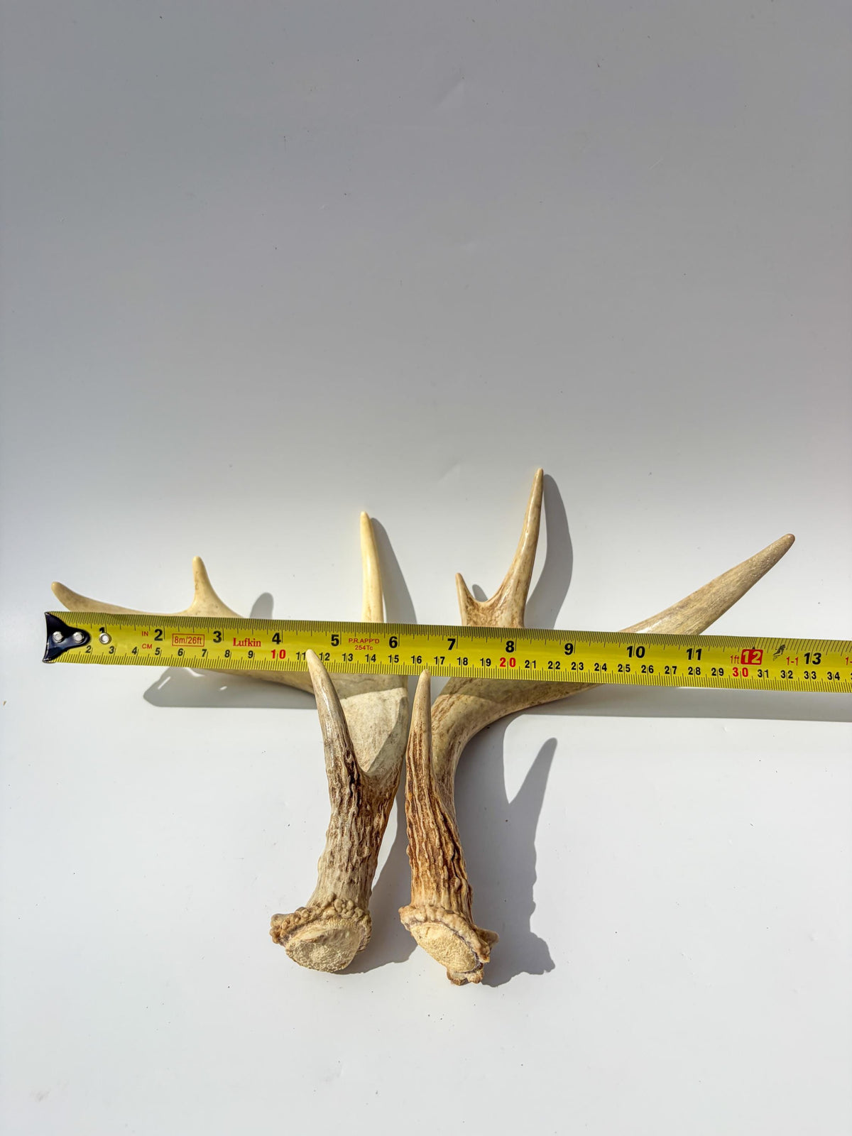 Deer Antlers - Medium Sized White-tailed Deer Matching set. Canadian Buck. Crafting and Decor Antlers