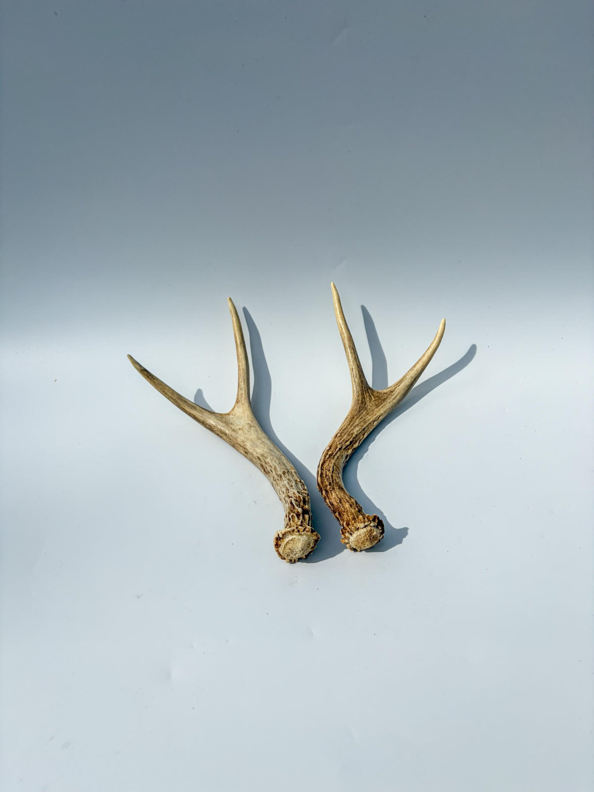 Mule Deer Antlers. Matching Brown Set. Decor, design, crafting and more!