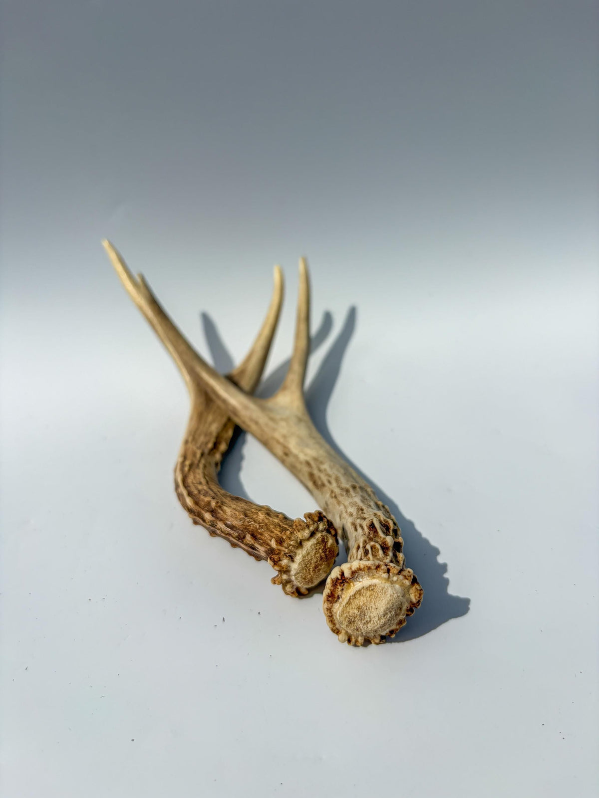 Mule Deer Antlers. Matching Brown Set. Decor, design, crafting and more!