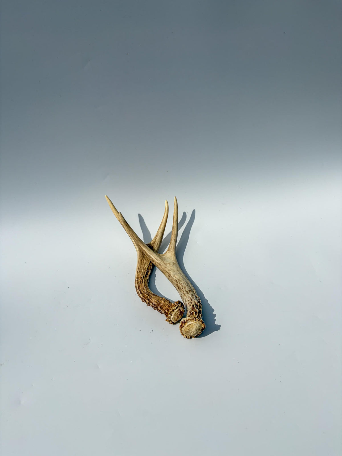 Mule Deer Antlers. Matching Brown Set. Decor, design, crafting and more!