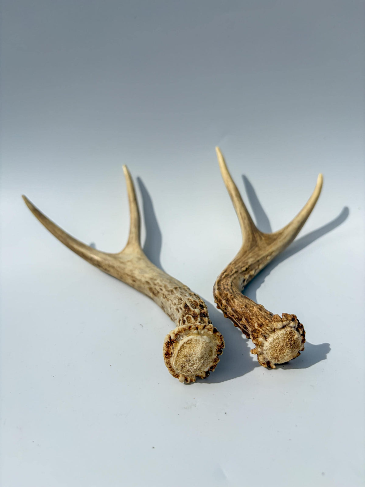 Mule Deer Antlers. Matching Brown Set. Decor, design, crafting and more!