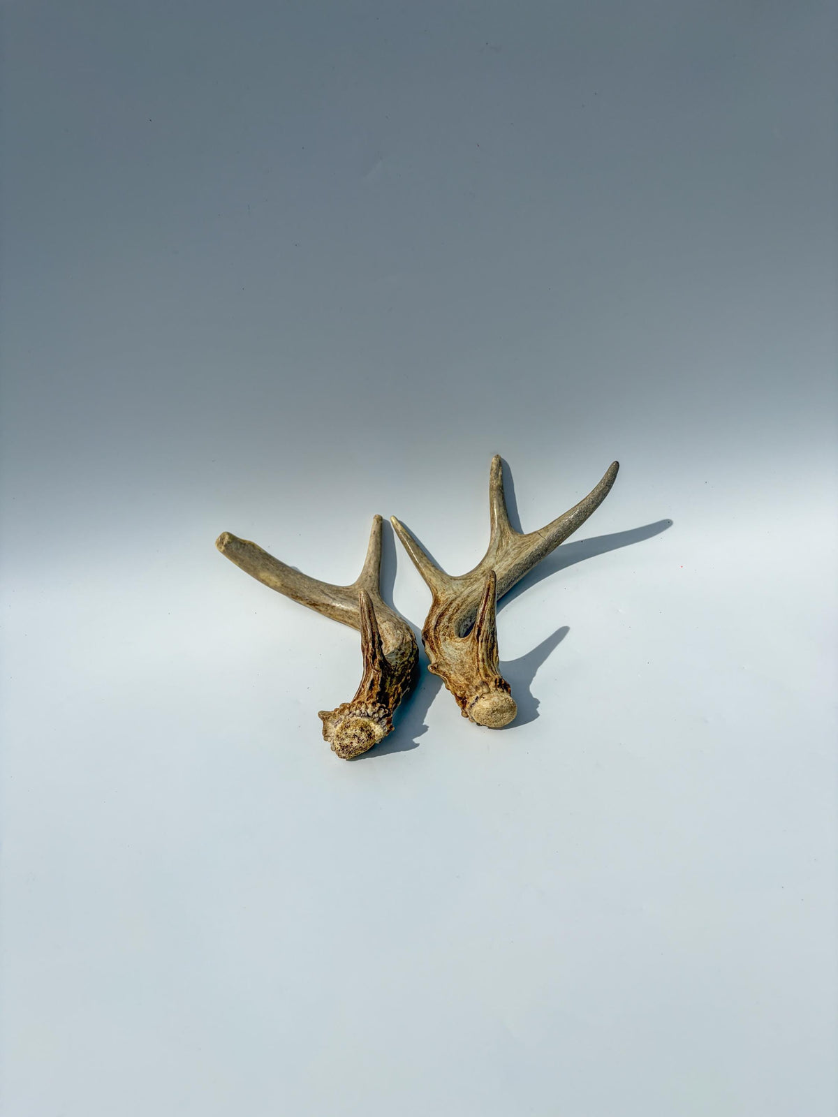 Deer Antlers - Medium Sized White-tailed Deer Matching set. Canadian Buck. Crafting and Decor Antlers