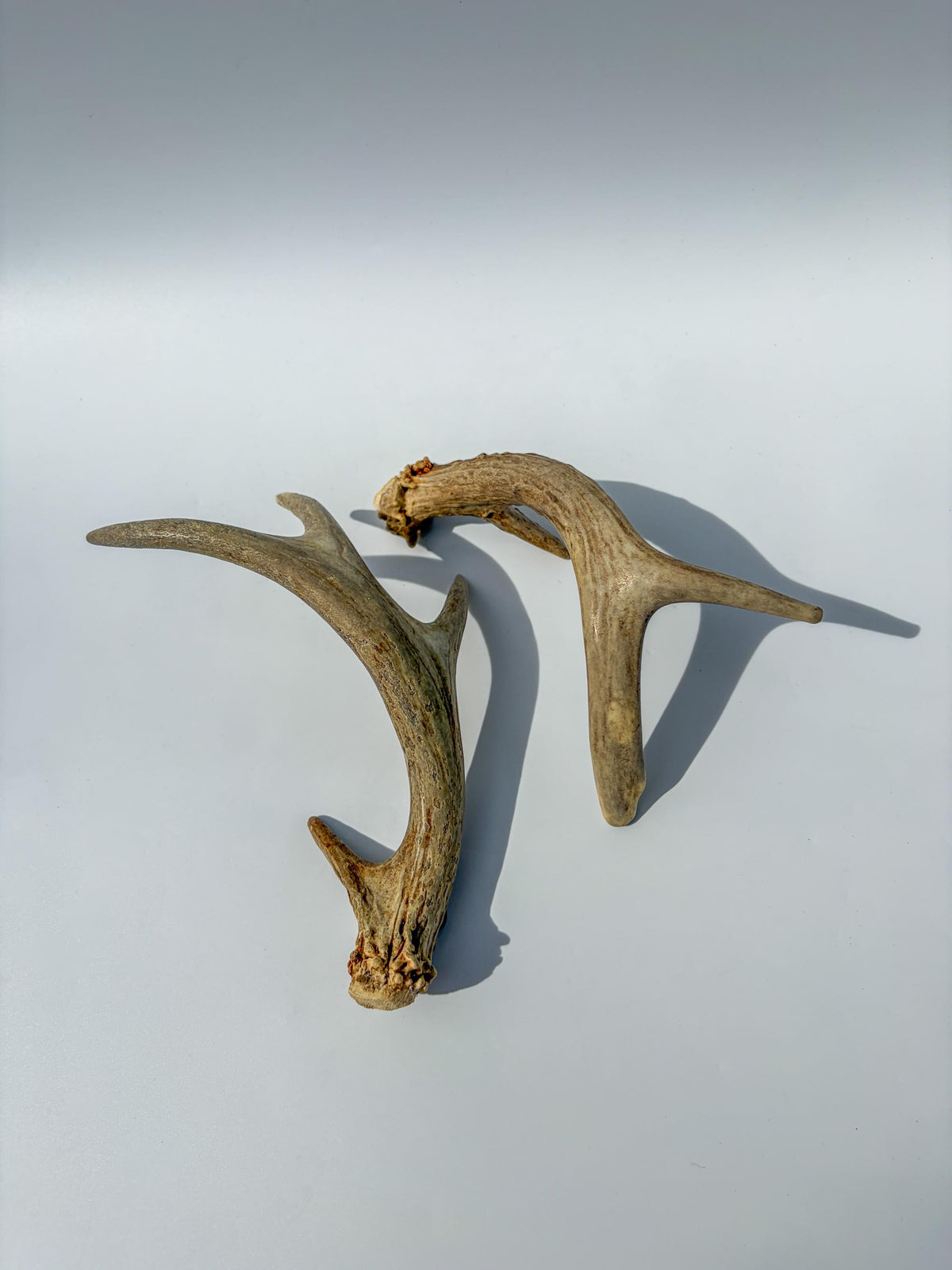 Deer Antlers - Medium Sized White-tailed Deer Matching set. Canadian Buck. Crafting and Decor Antlers