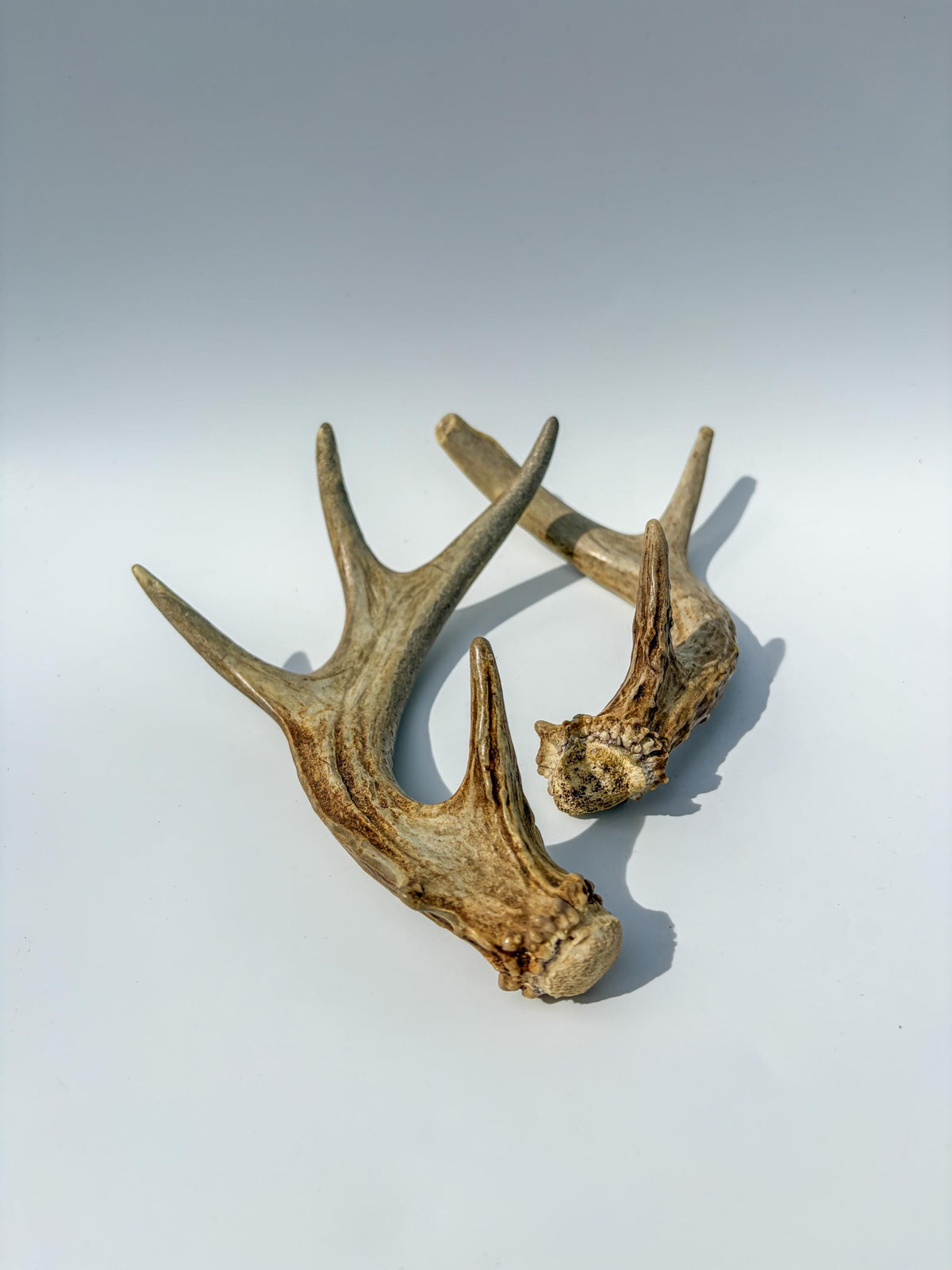 Deer Antlers - Medium Sized White-tailed Deer Matching set. Canadian Buck. Crafting and Decor Antlers