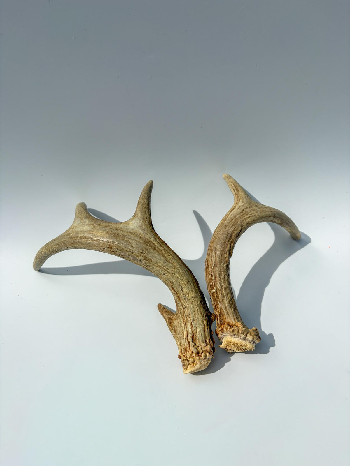 Deer Antlers - Medium Sized White-tailed Deer Matching set. Canadian Buck. Crafting and Decor Antlers
