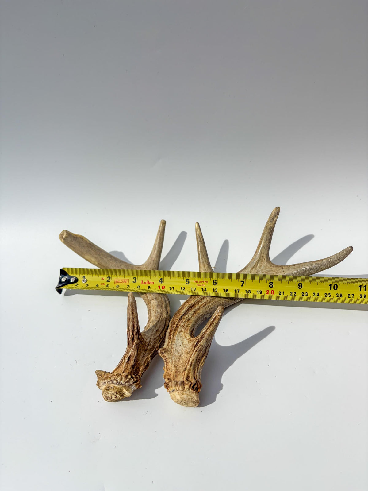 Deer Antlers - Medium Sized White-tailed Deer Matching set. Canadian Buck. Crafting and Decor Antlers